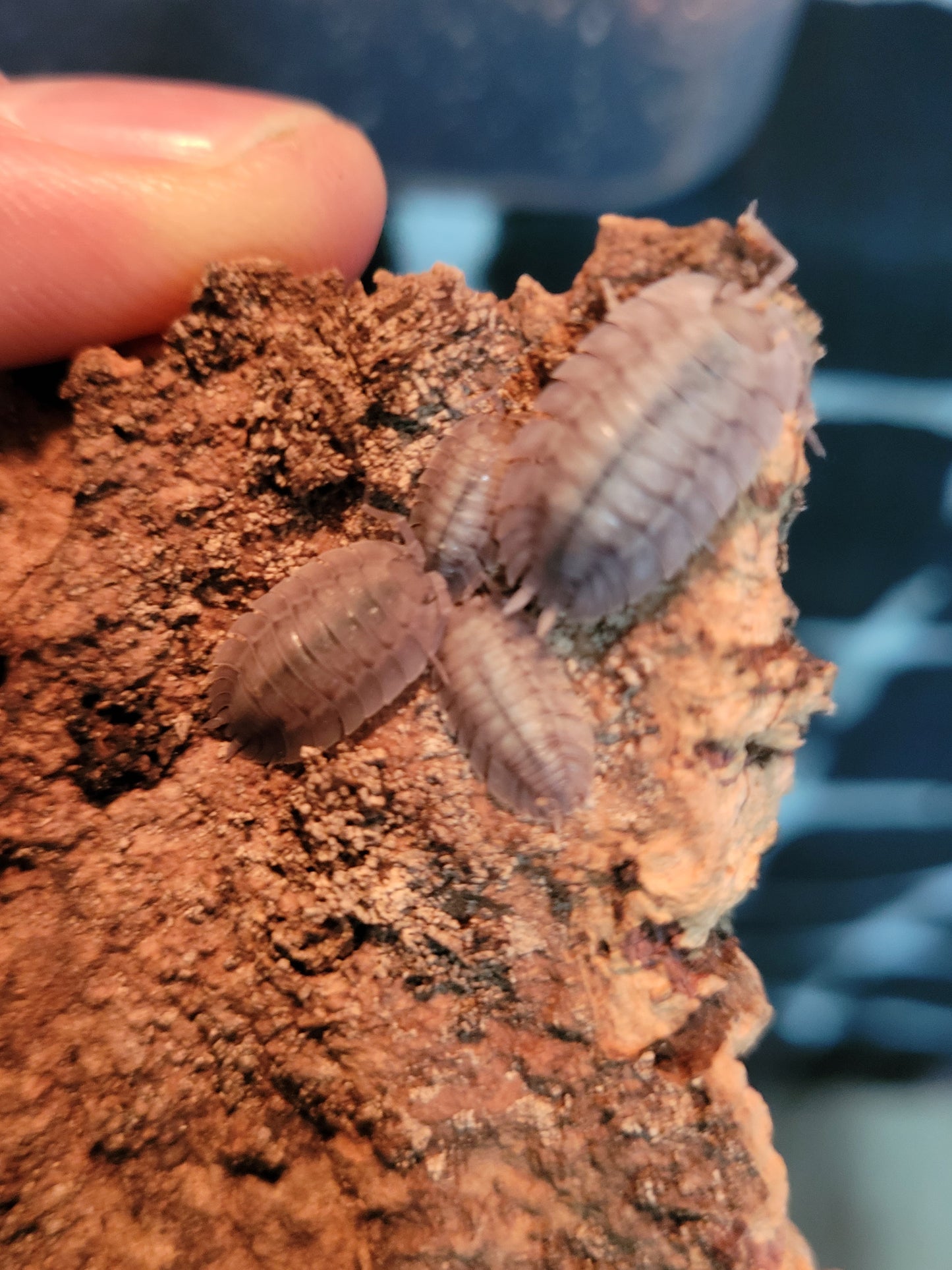 Porcellio Spatulatus (10+)