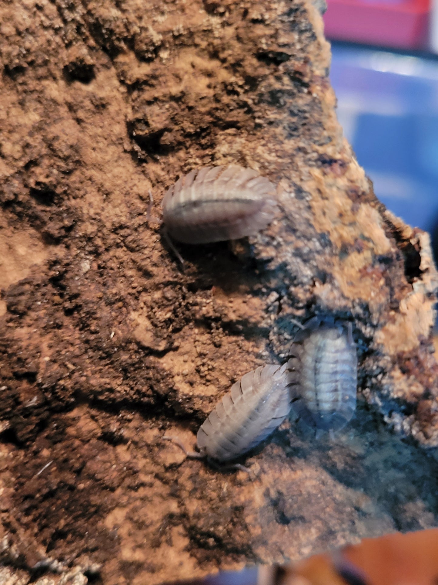 Porcellio Spatulatus (10+)