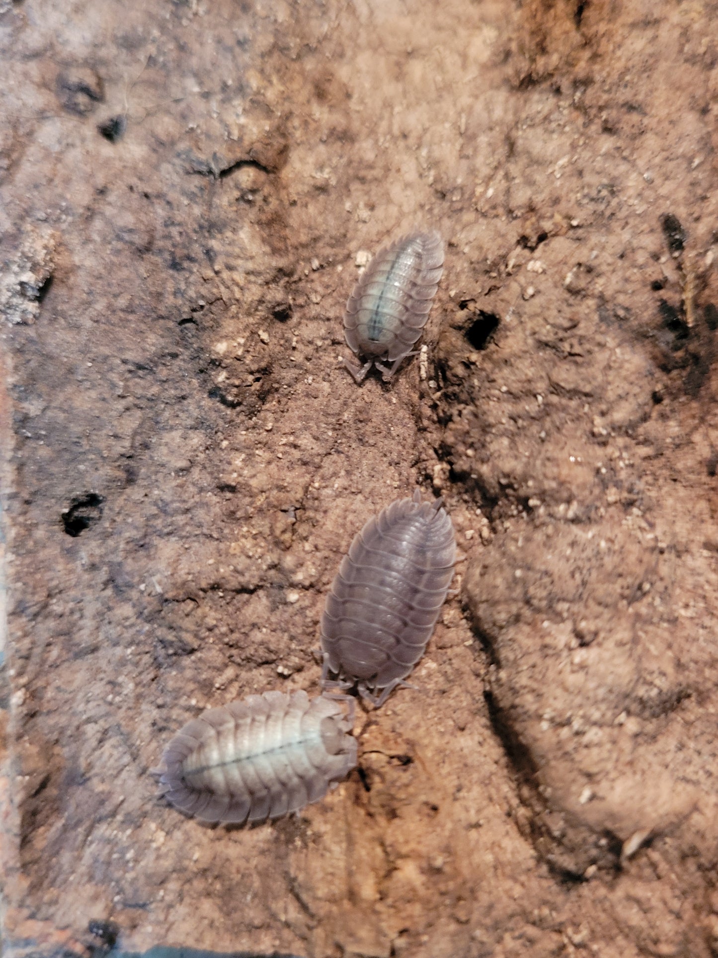 Porcellio Spatulatus (10+)