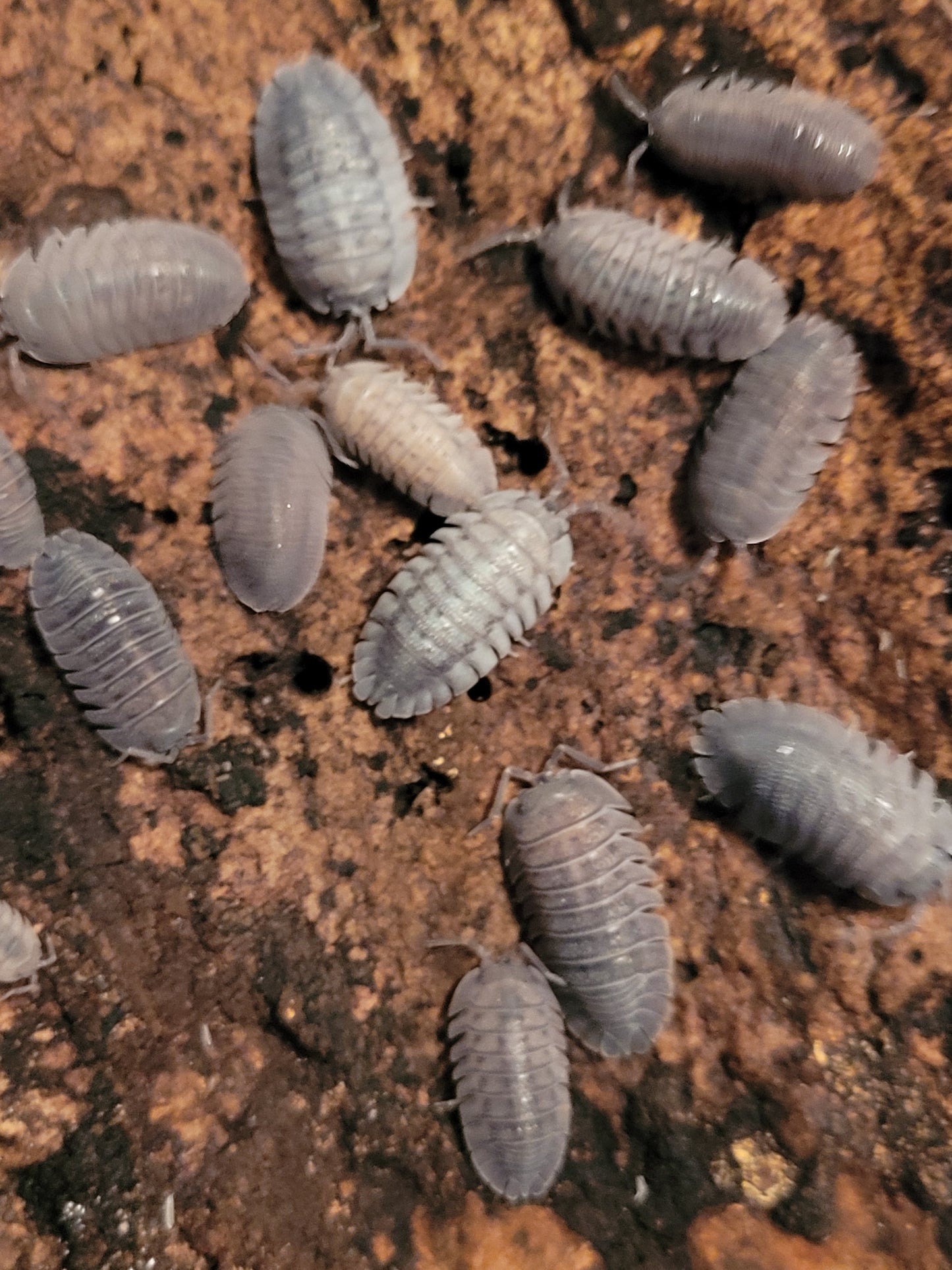 Armadillidium Peraccae (10+)