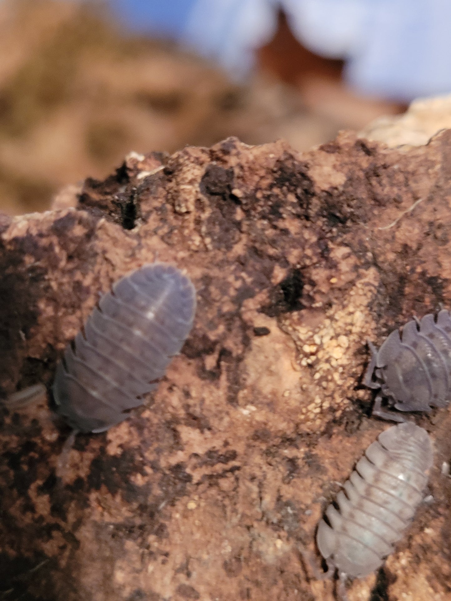 Armadillidium Peraccae (10+)