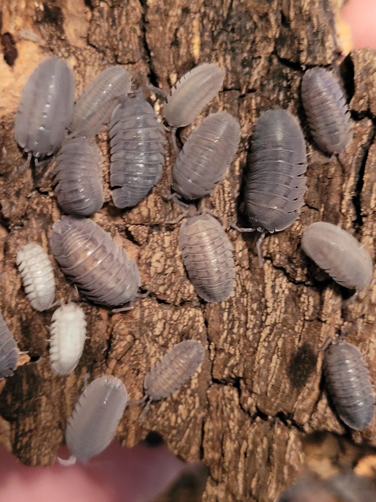 Armadillidium Peraccae (10+)