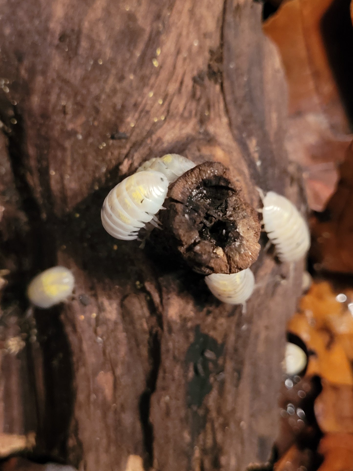 Armadillidium Vulgare Japanese magic potion (12+)