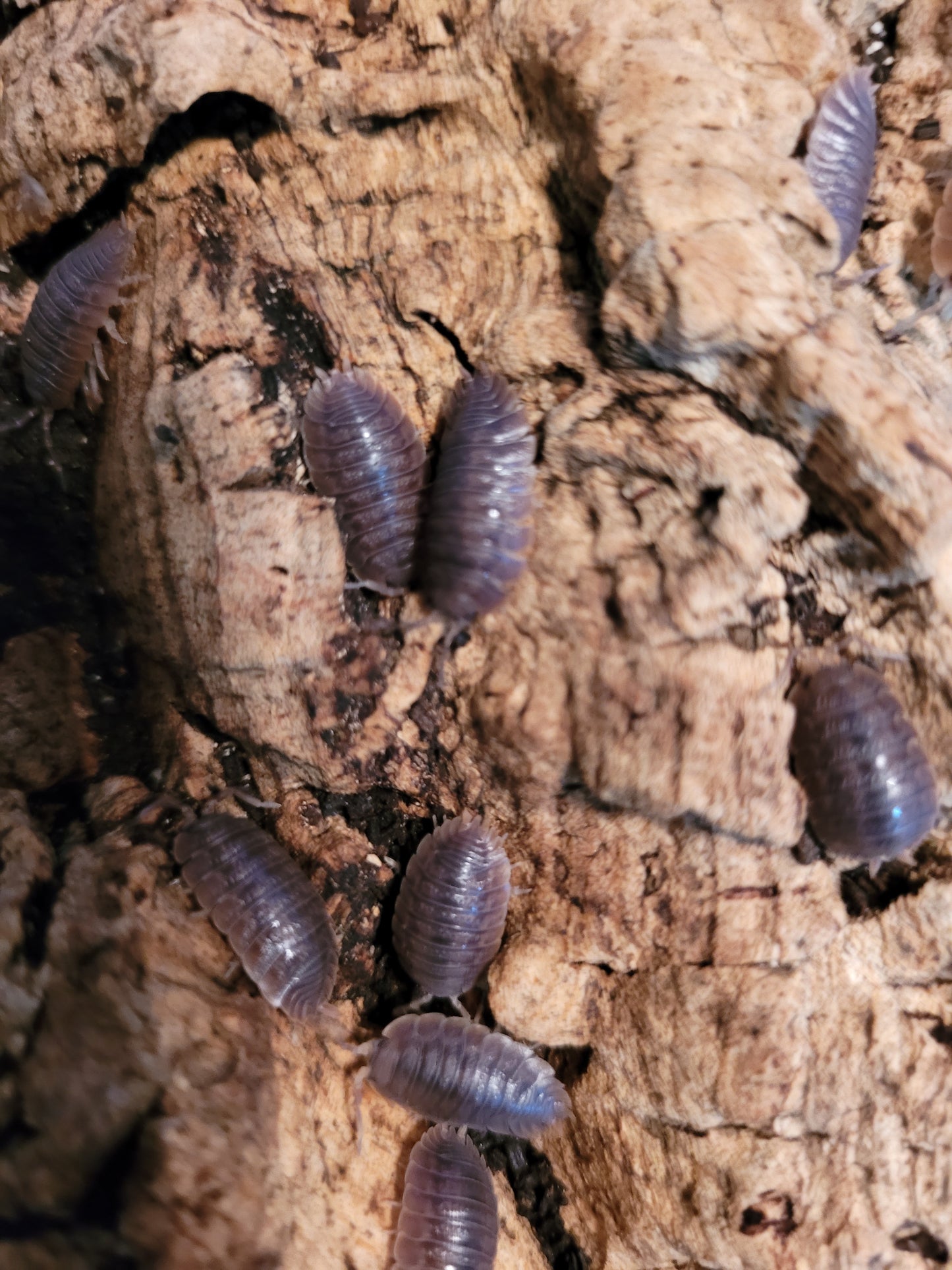 Porcellio Dilatus giant canyon (12+)