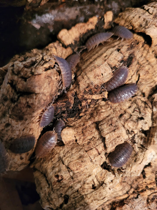 Porcellio Dilatus giant canyon (12+)