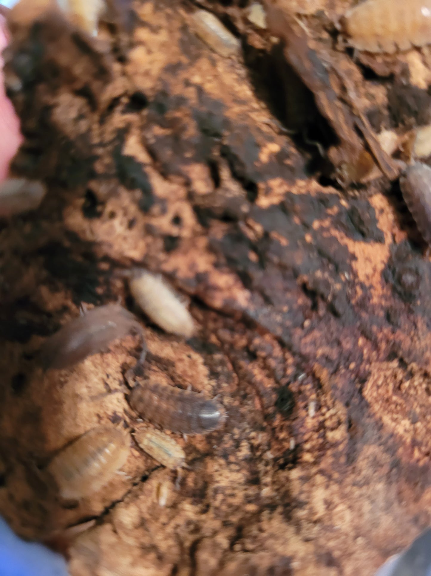 Porcellio Scaber Sp. Lemonade (12+)