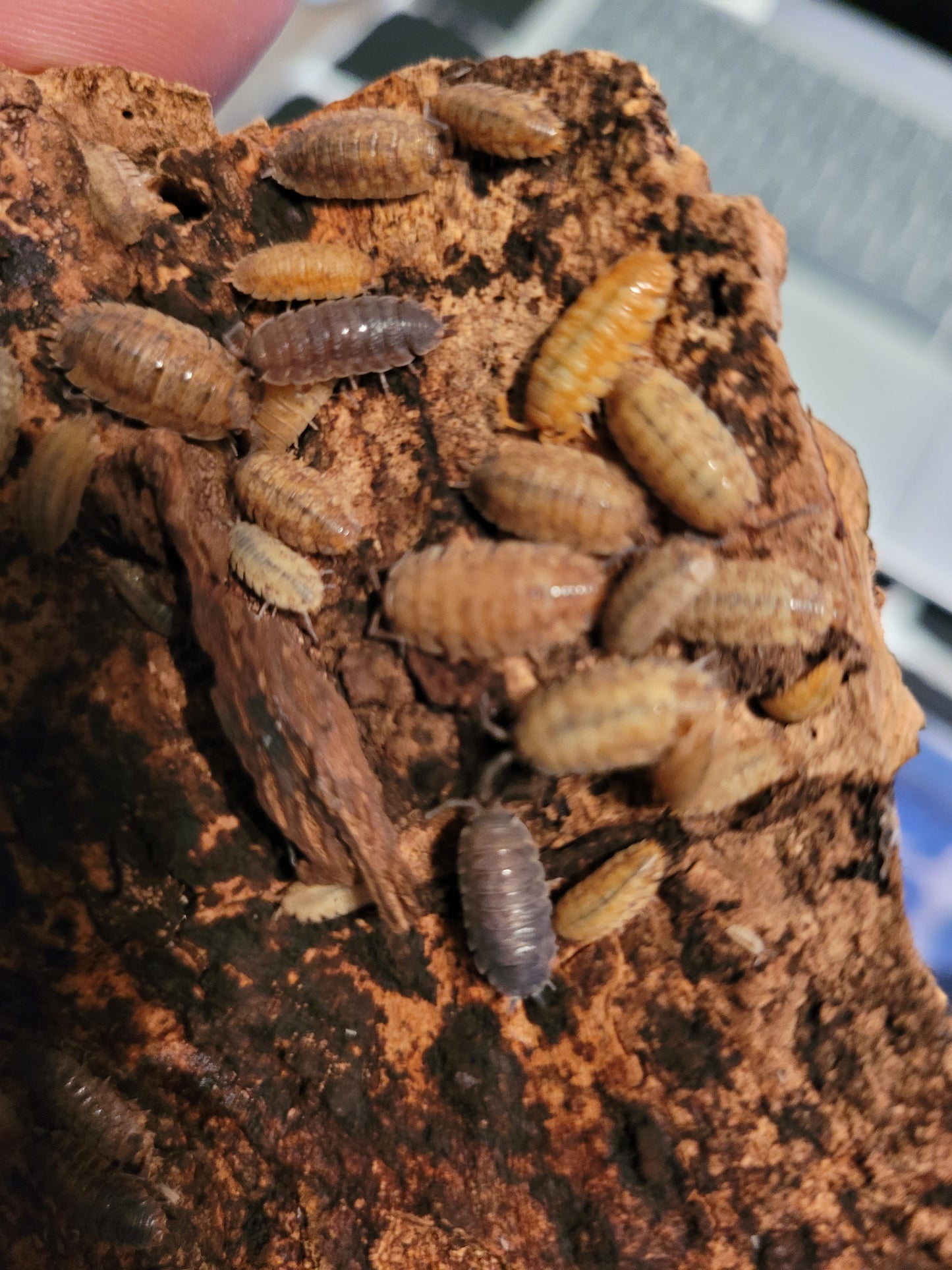 Porcellio Scaber Sp. Lemonade (12+)