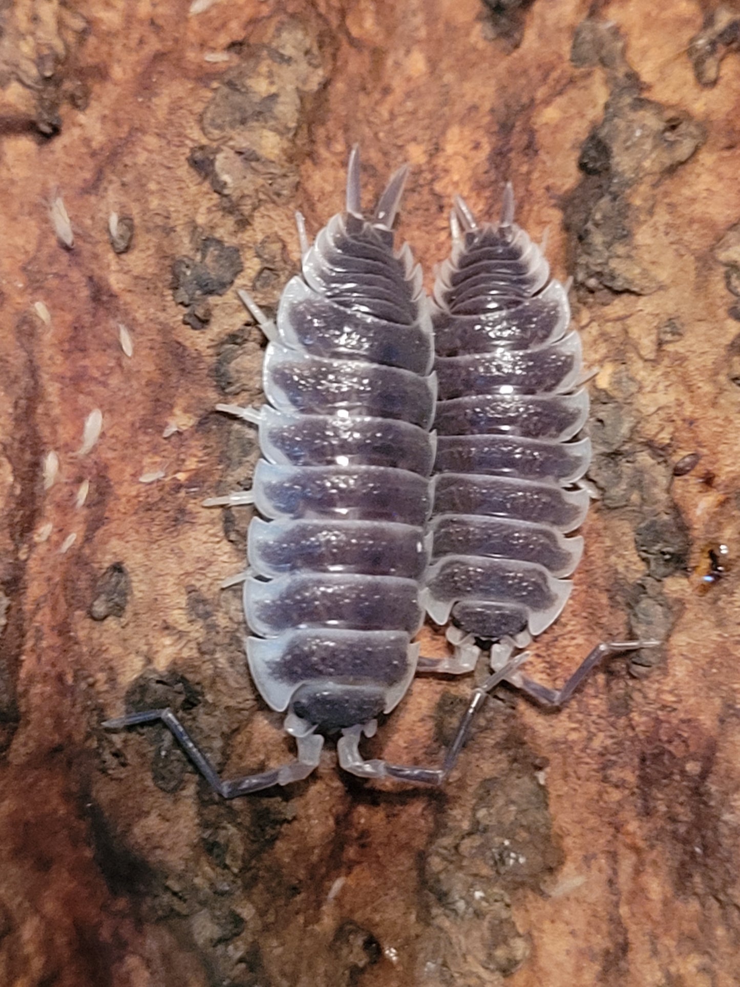 Porcellio Sp. Hoffmannseggi (10+)