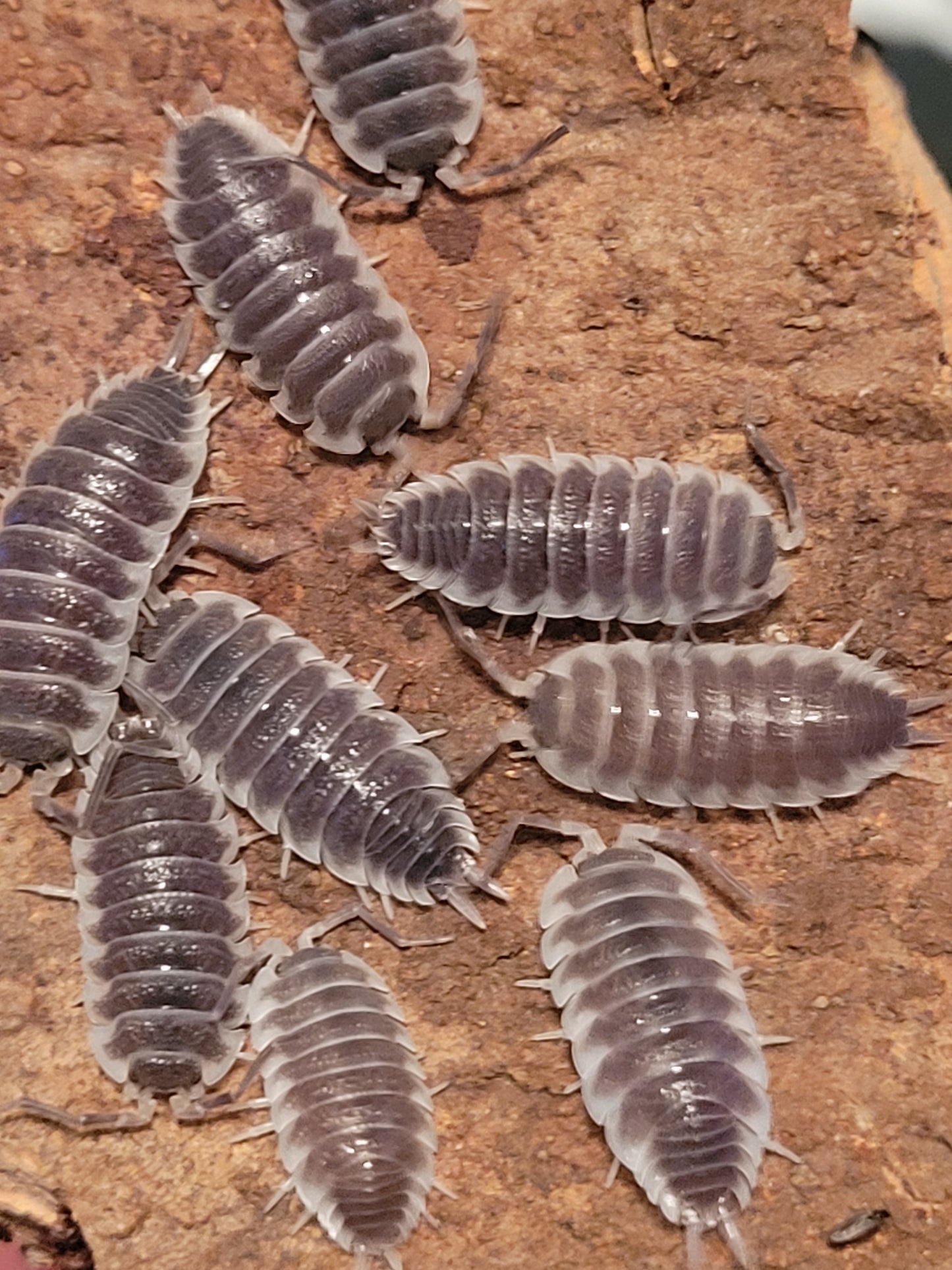 Porcellio Sp. Hoffmannseggi (10+)