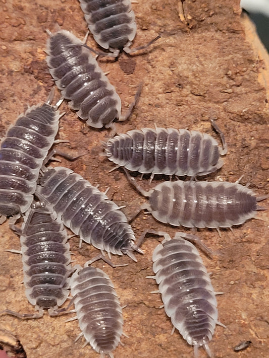 Porcellio Sp. Hoffmannseggi (10+)