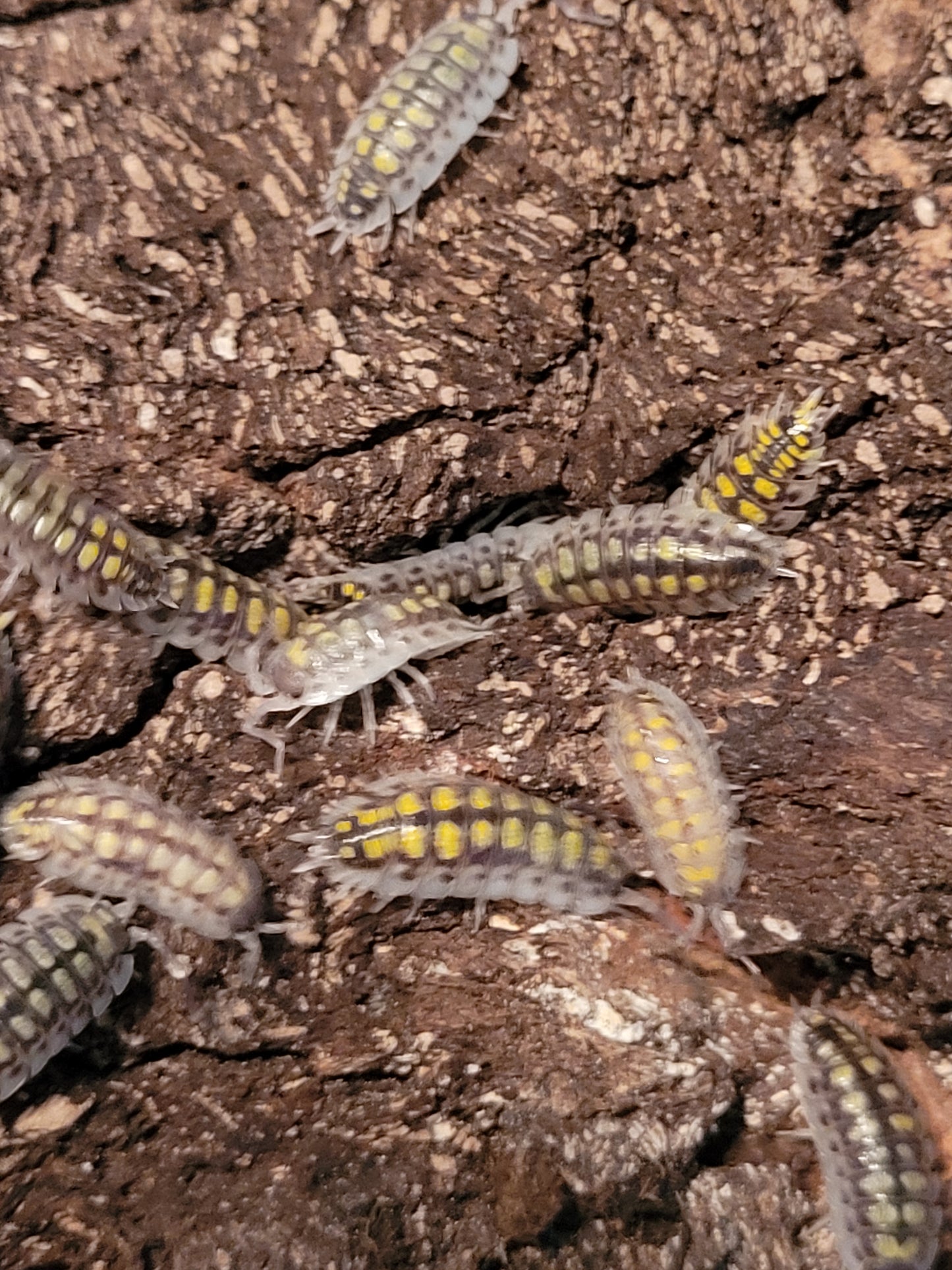 Porcellio Oranatus sp. Yellow dot (10+)