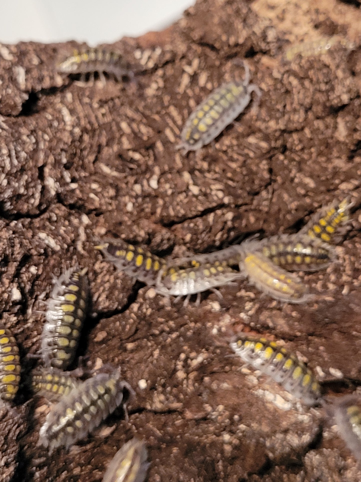 Porcellio Oranatus sp. Yellow dot (10+)