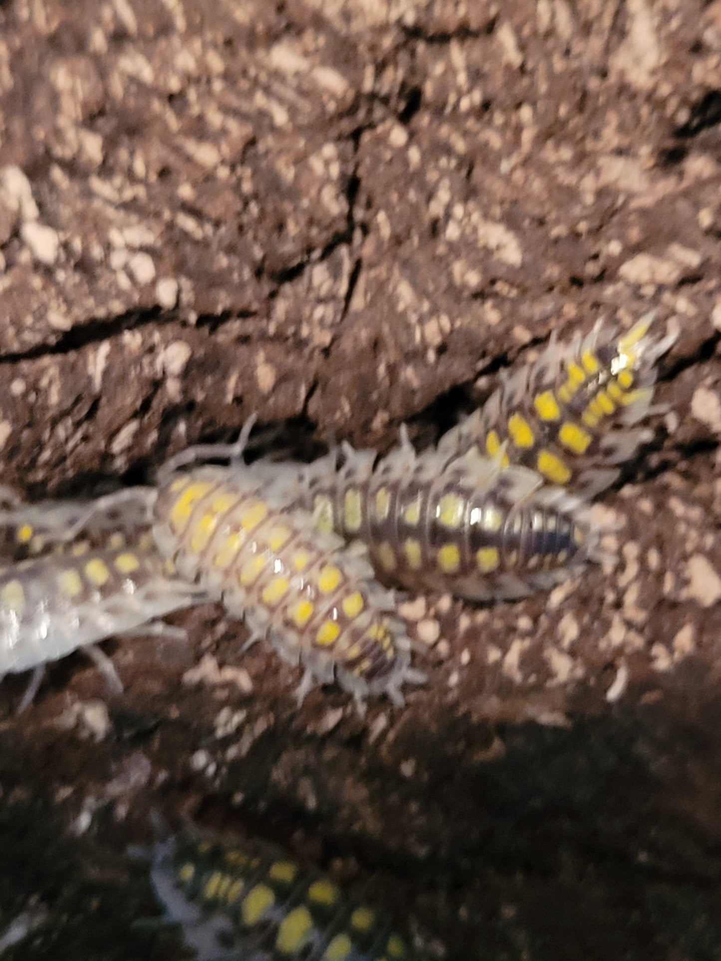 Porcellio Oranatus sp. Yellow dot (10+)