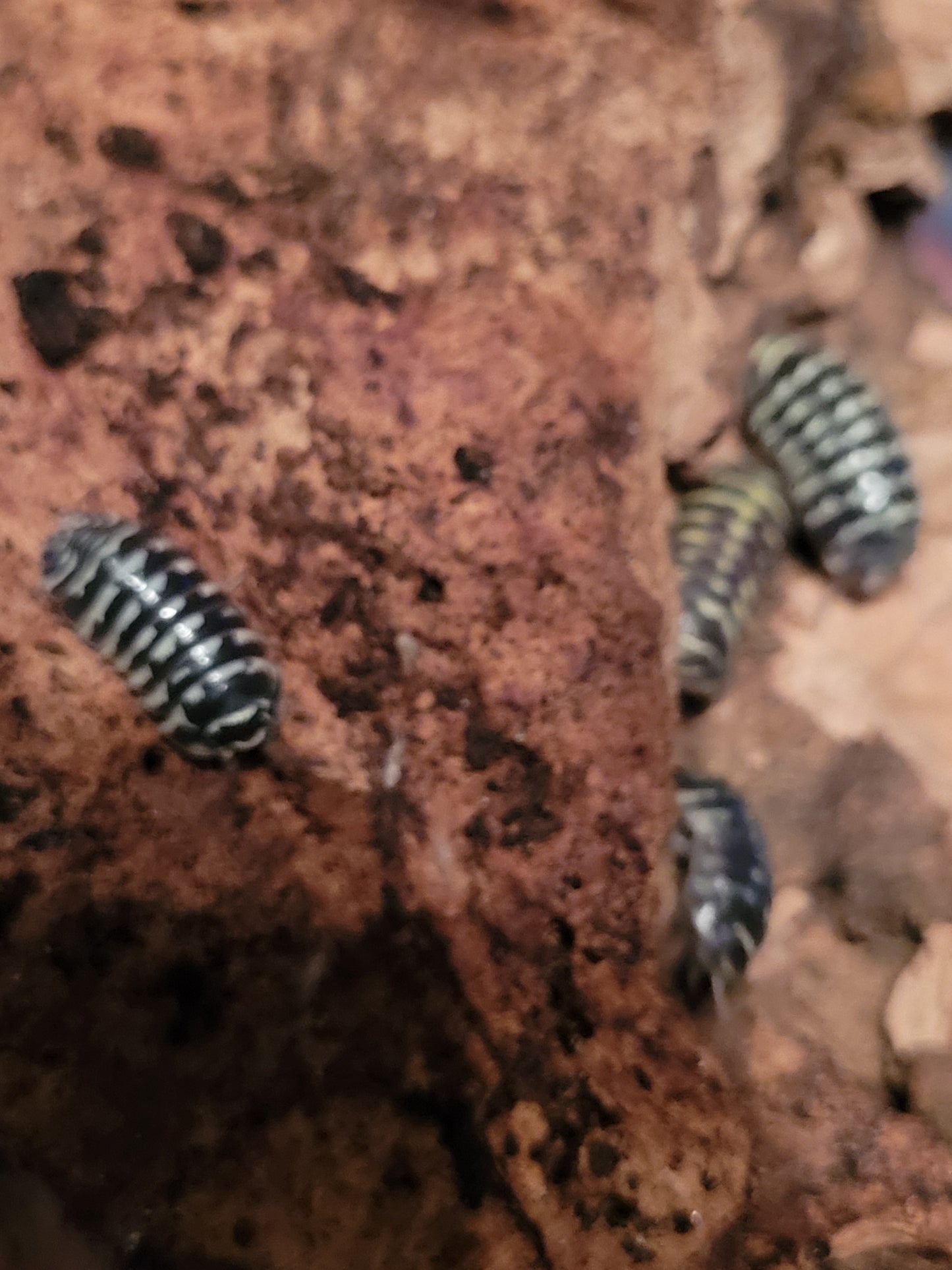 Armadillidium Maculatum sp. Yellow zebra (6+)