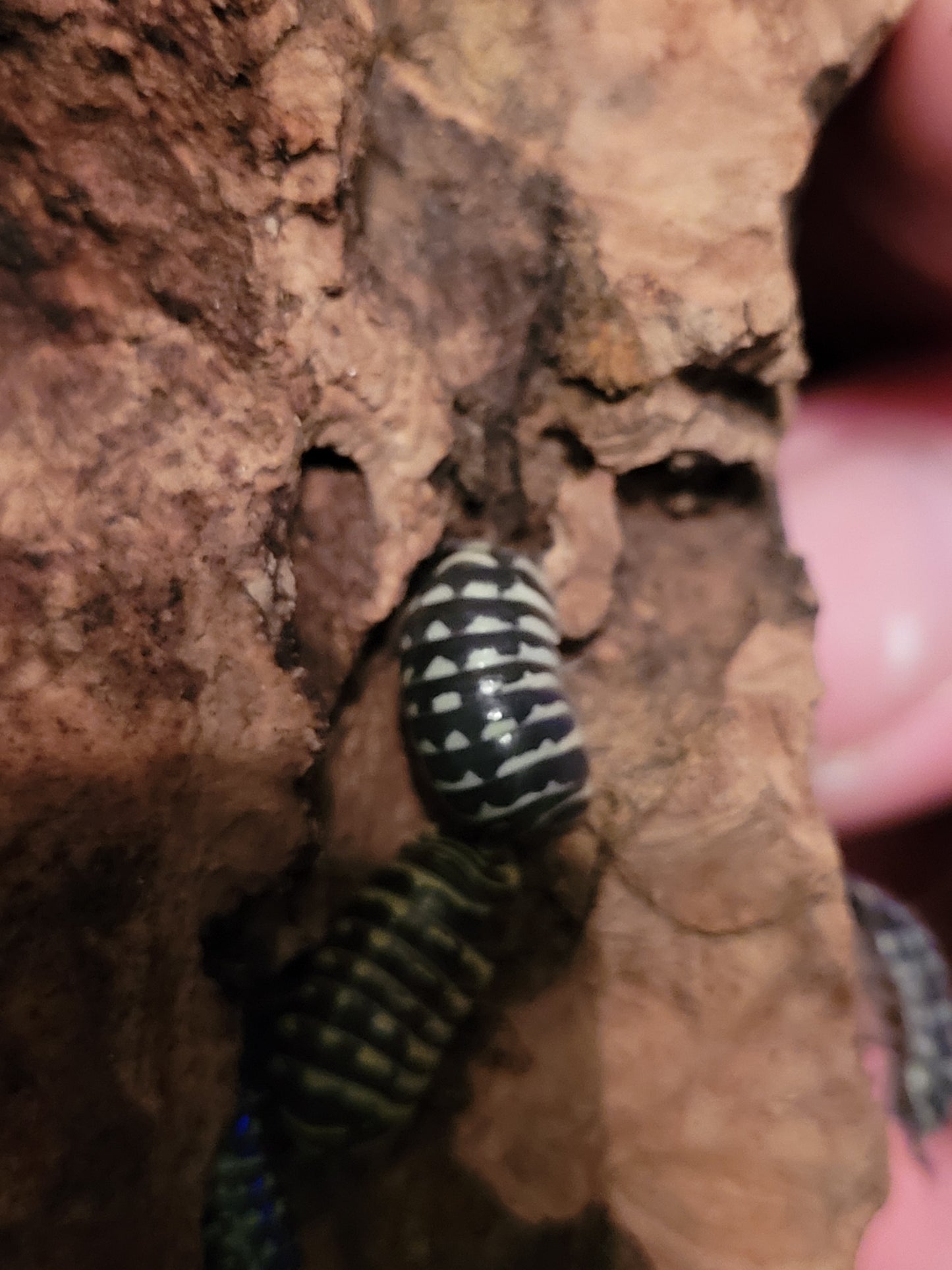 Armadillidium Maculatum sp. Yellow zebra (6+)