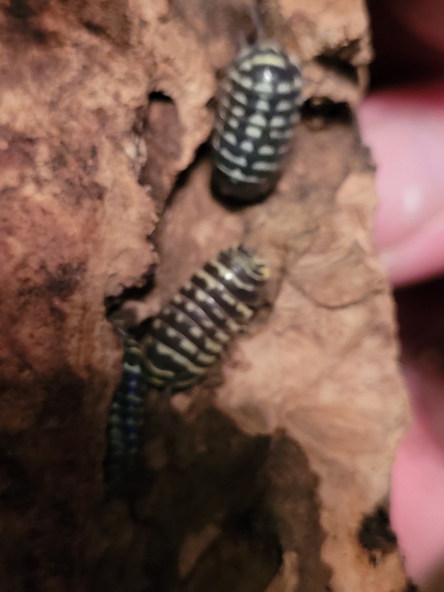 Armadillidium Maculatum sp. Yellow zebra (6+)