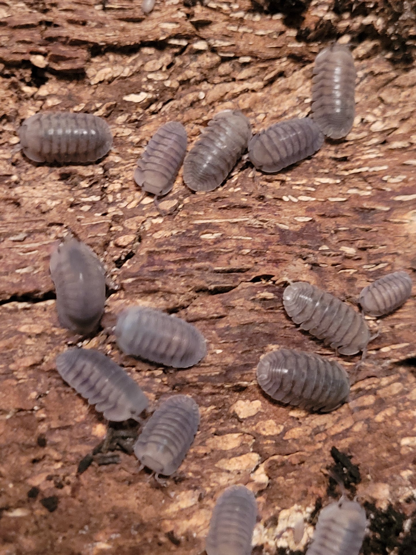 Cubaris sp. Blue pigeons (10+)