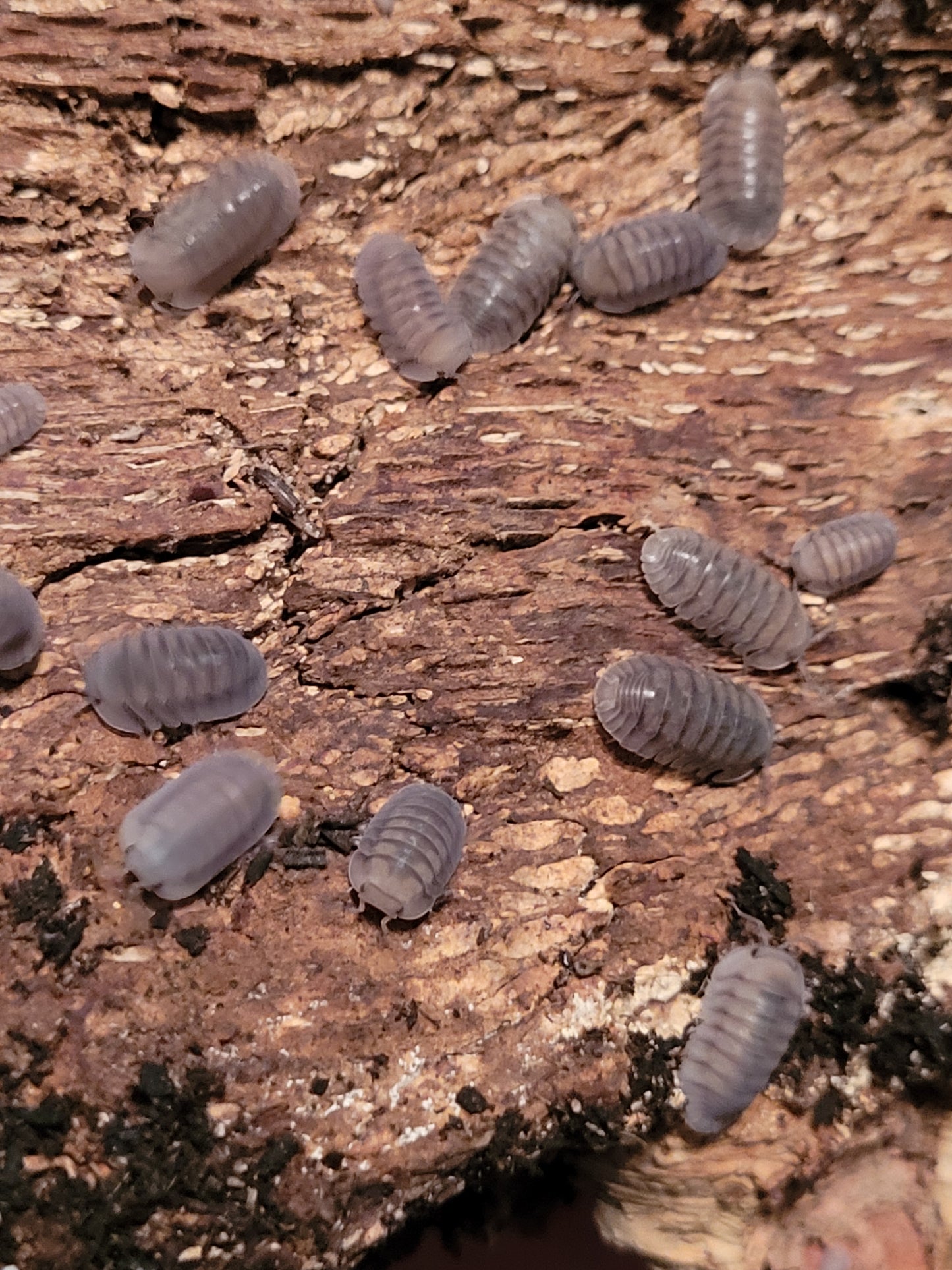 Cubaris sp. Blue pigeons (10+)