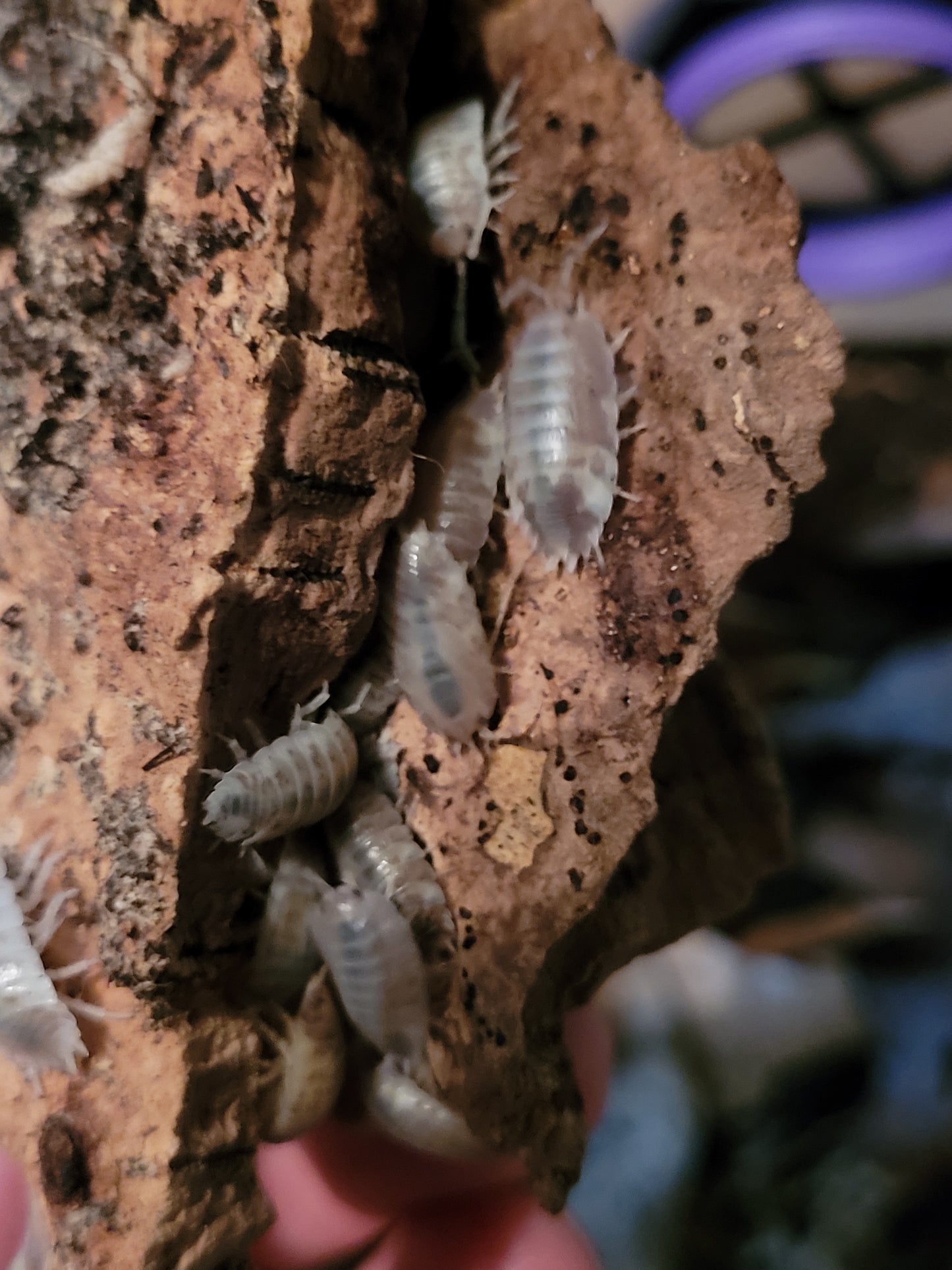 Porcellio Laevis Milkbacks (12+)