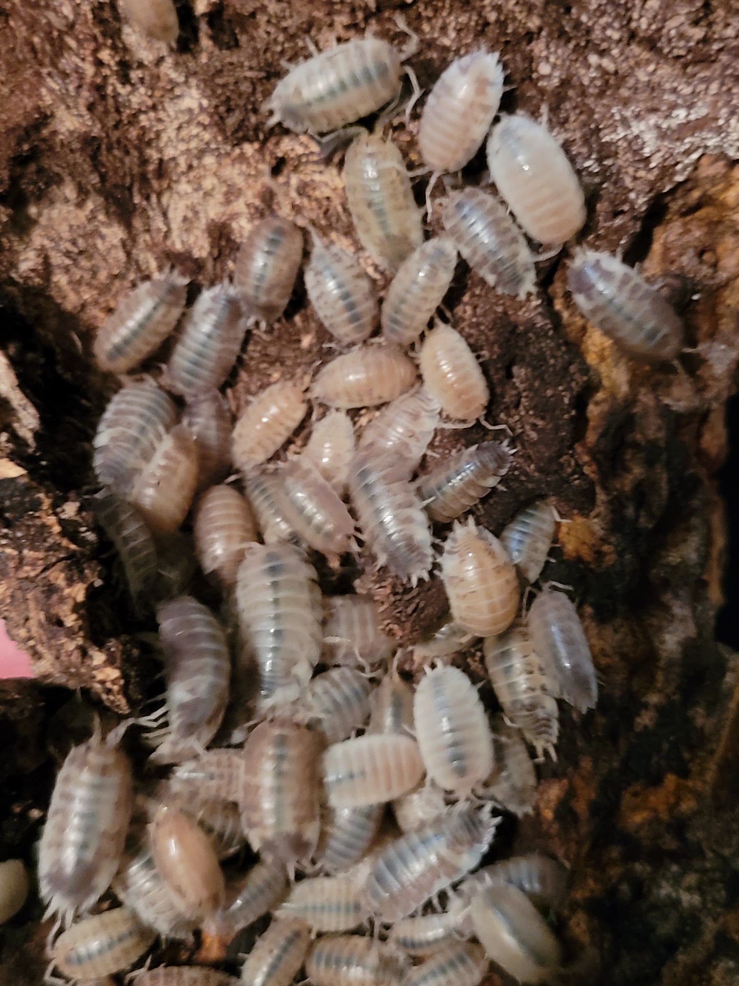 Porcellio Laevis Milkbacks (12+)