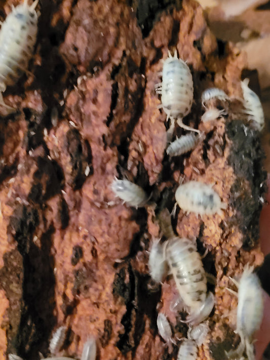 Porcellio Laevis dairy cow (12+)