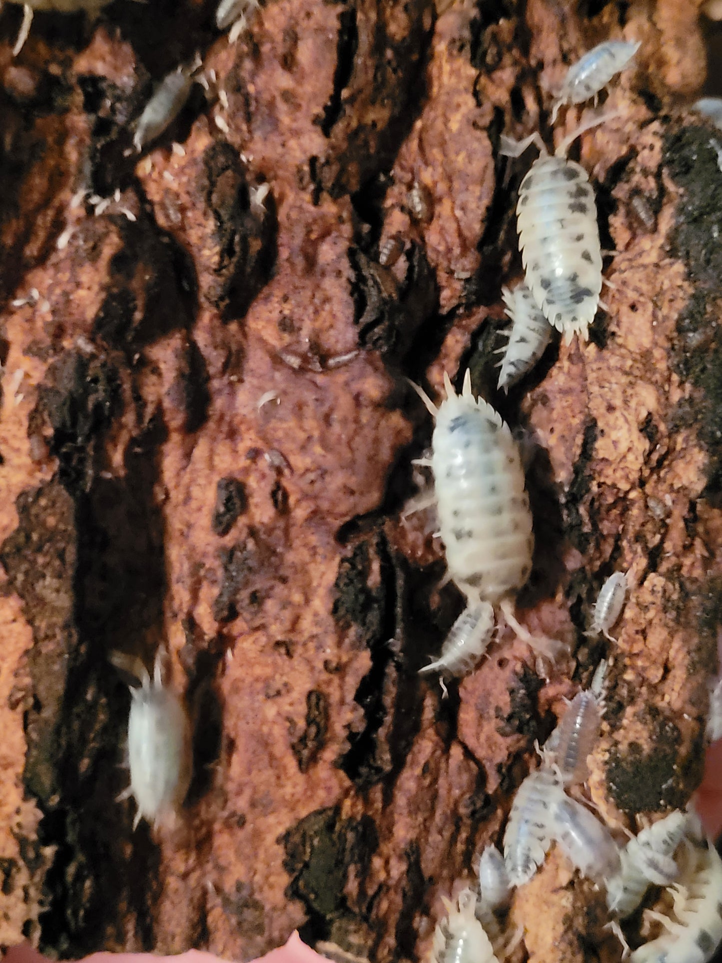 Porcellio Laevis dairy cow (12+)