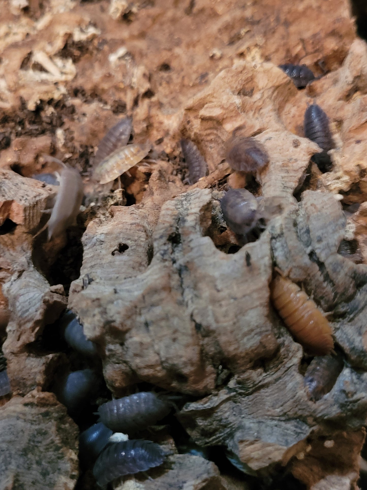 Porcellio scaber sp. Red calico (12+)