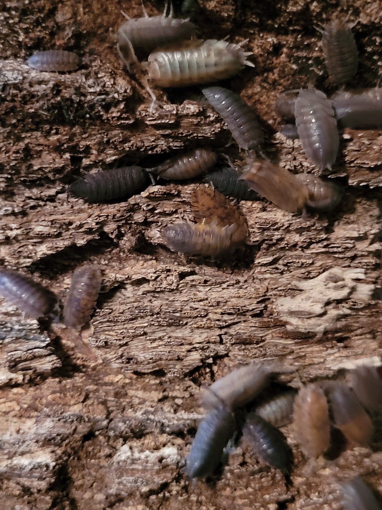 Porcellio scaber sp. Red calico (12+)