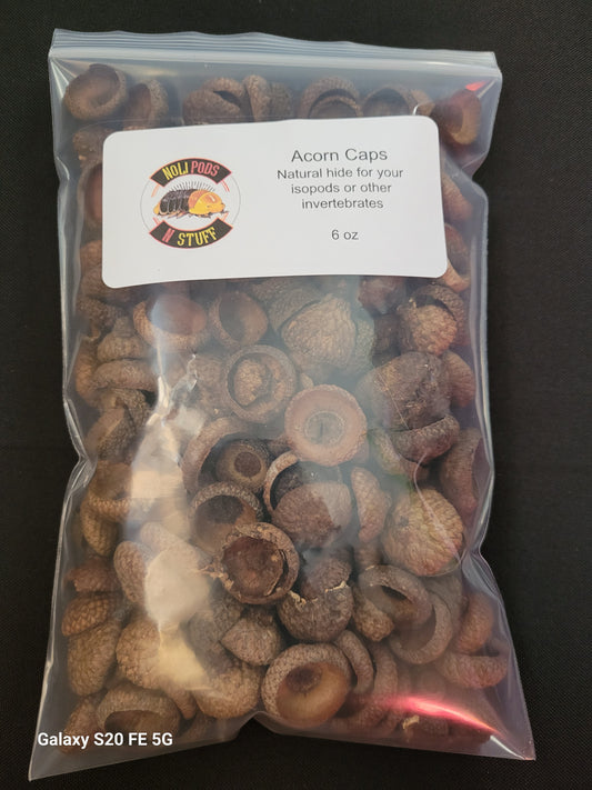 Natural Acorn Caps