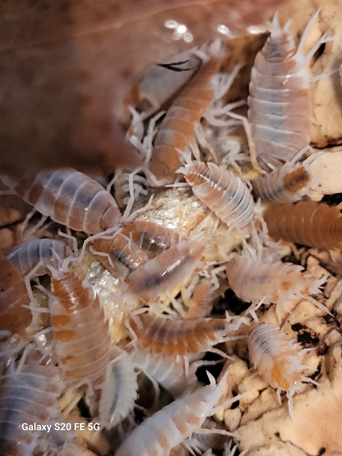 Porcellionides Pruinosus orange cream (80+)