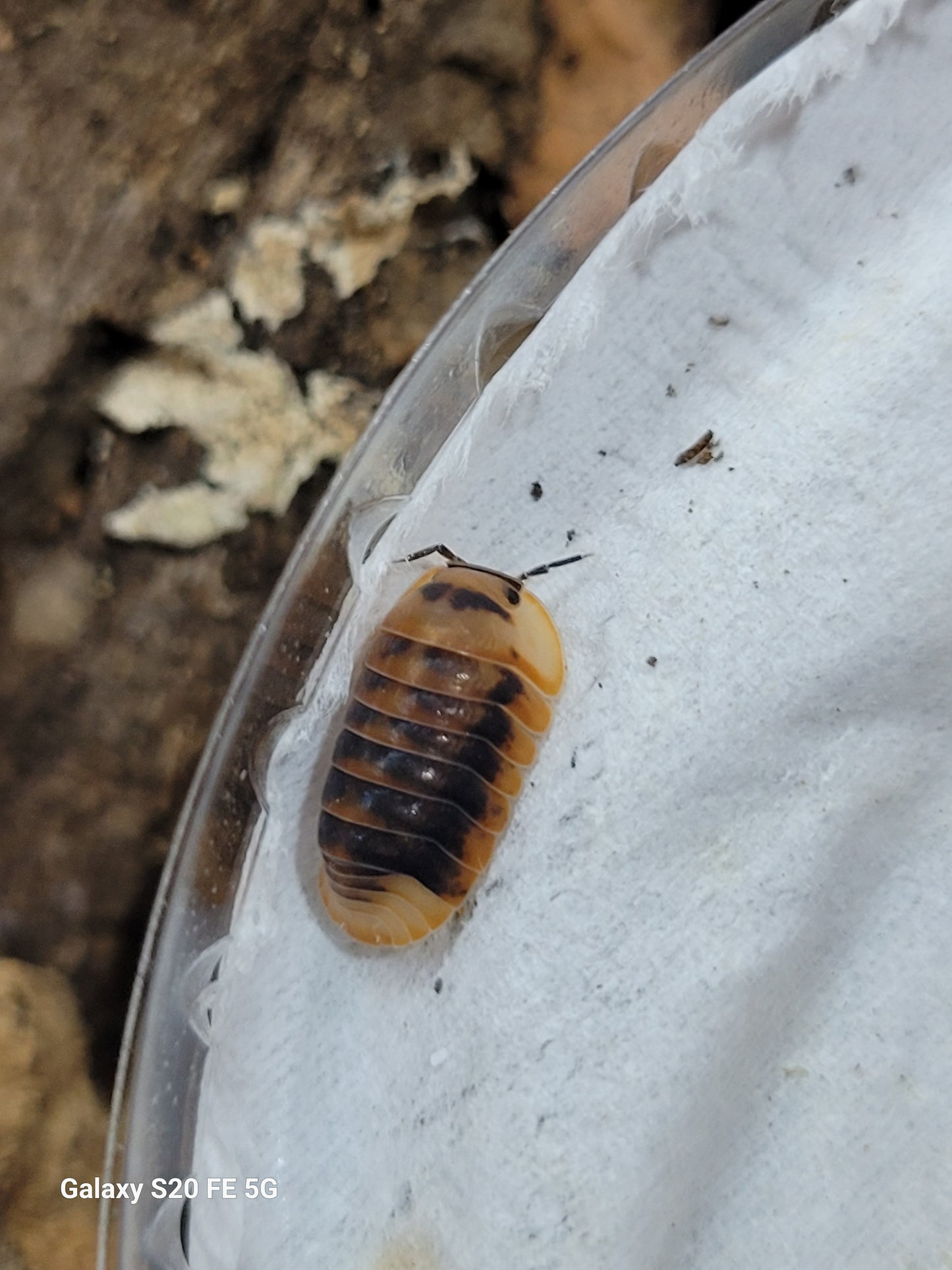 Cubaris sp. Angry monks