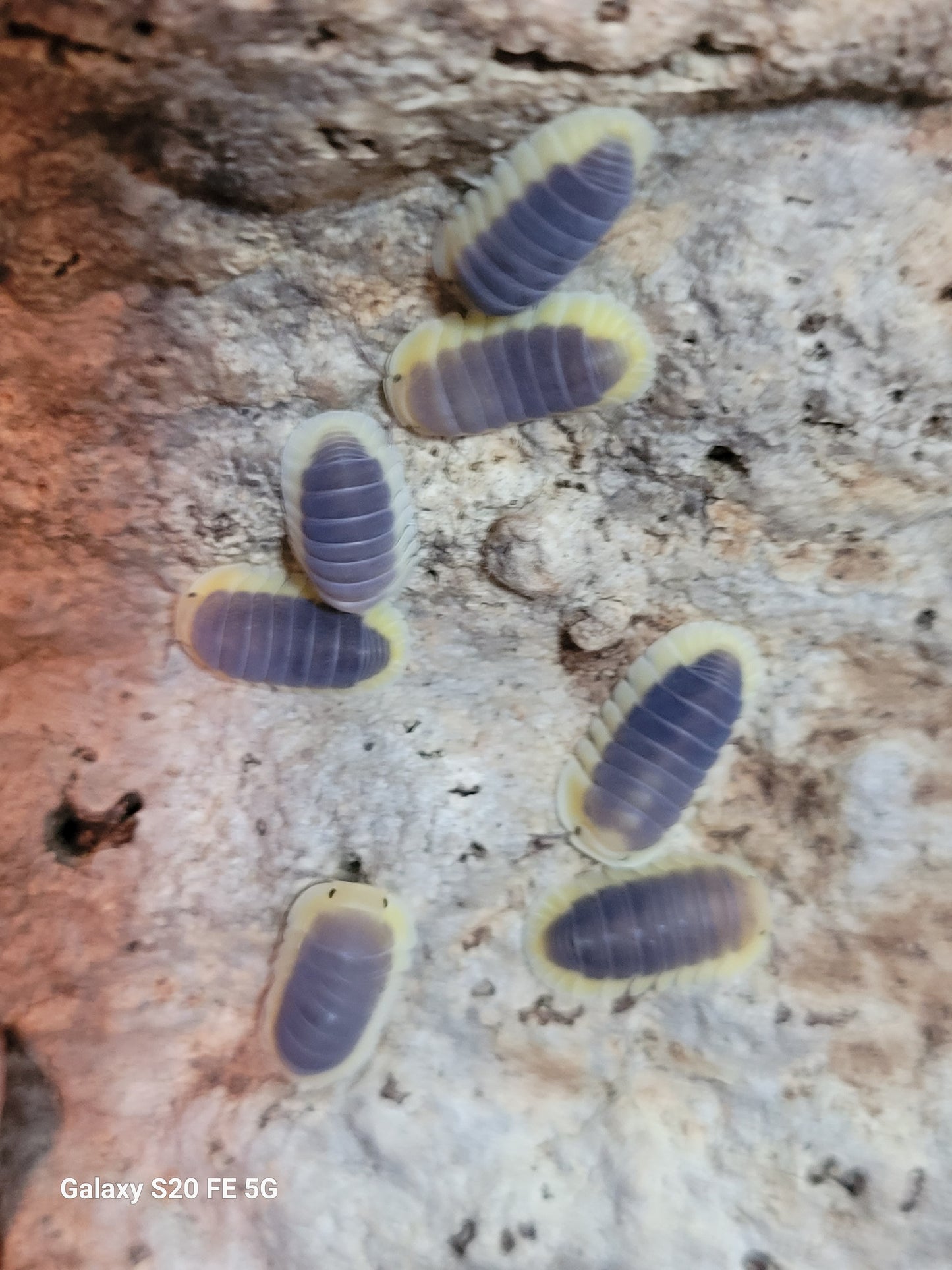 Cubaris sp. Lemon blues