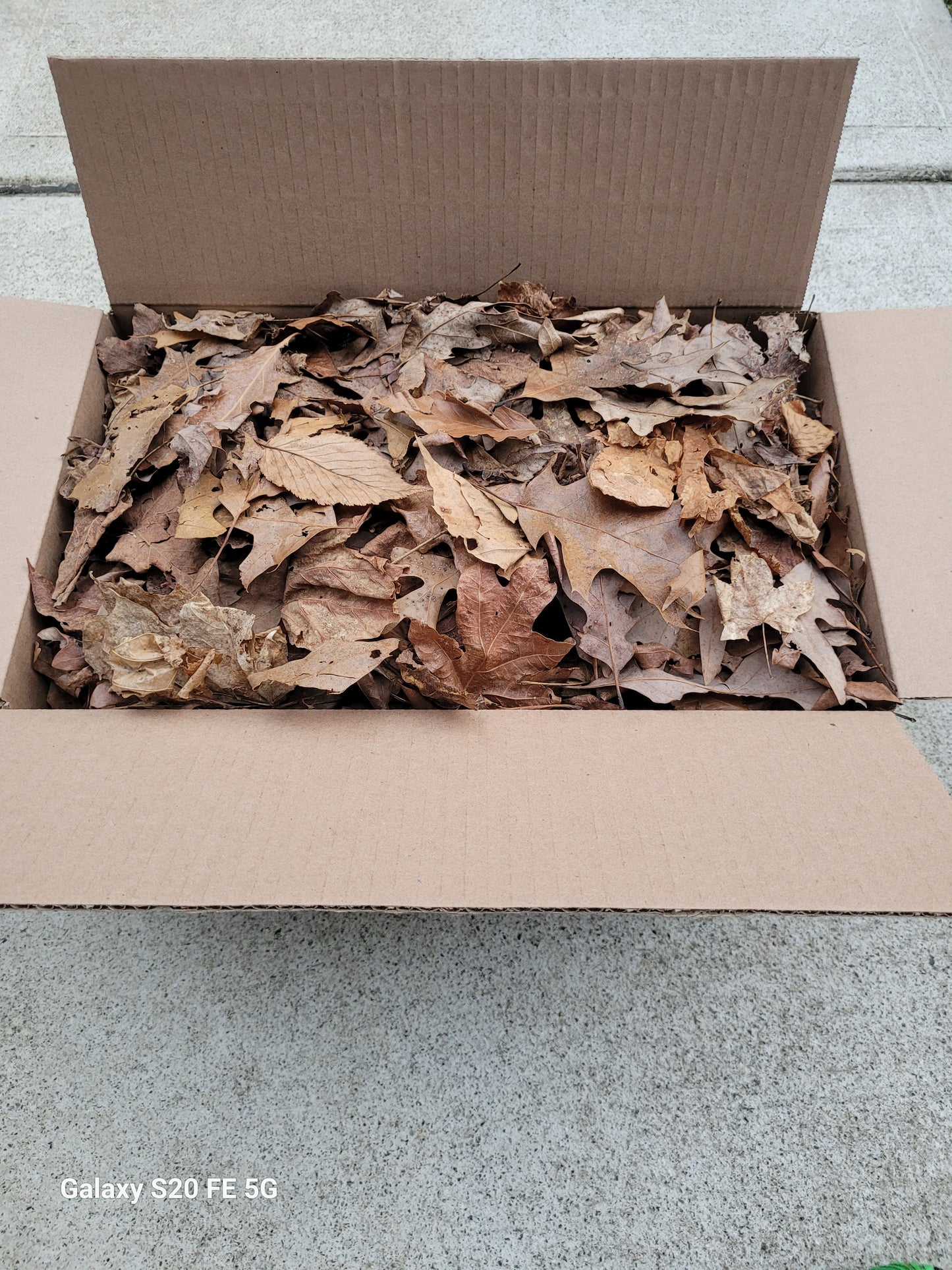 Bulk Mixed Leaf Litter