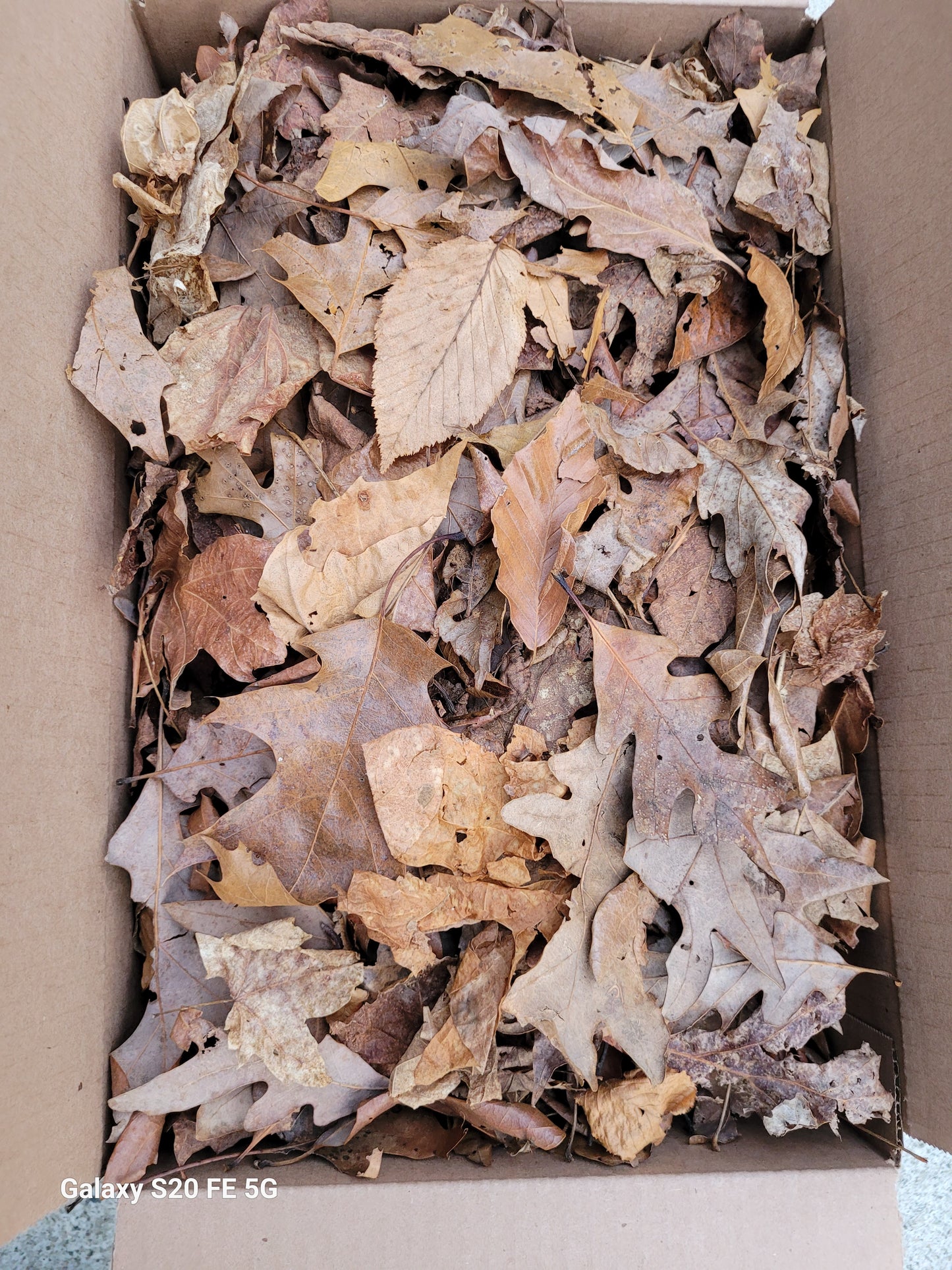 Bulk Mixed Leaf Litter