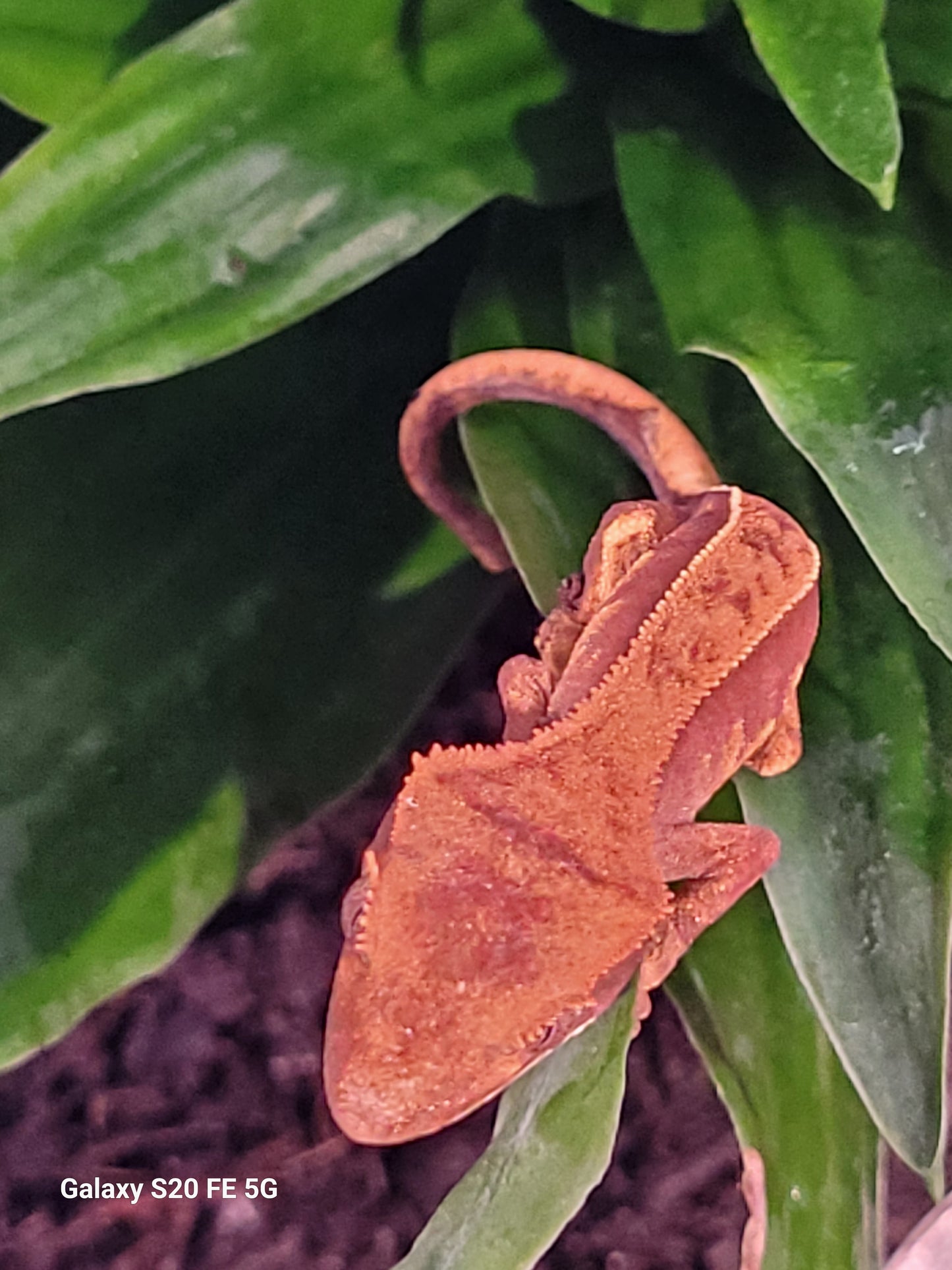 Pinstripe juvenile