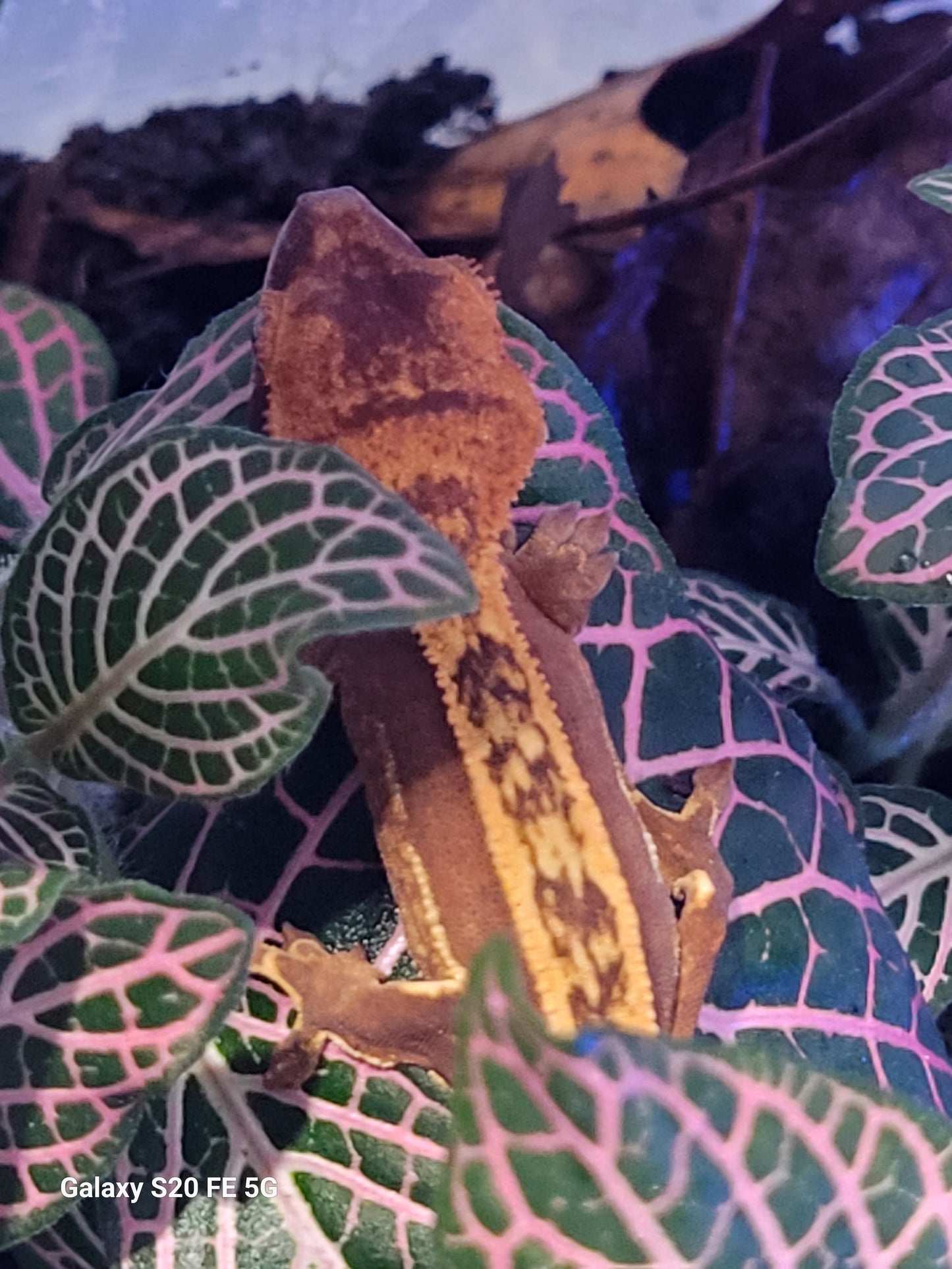 Red pinstripe juvenile