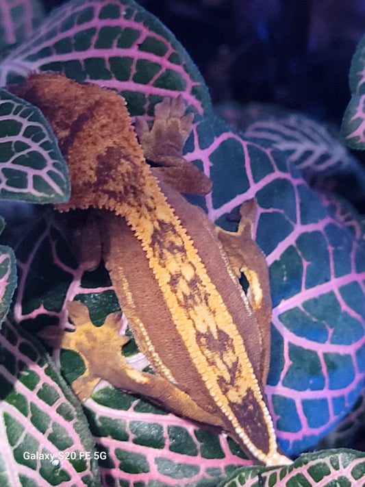 Red pinstripe juvenile