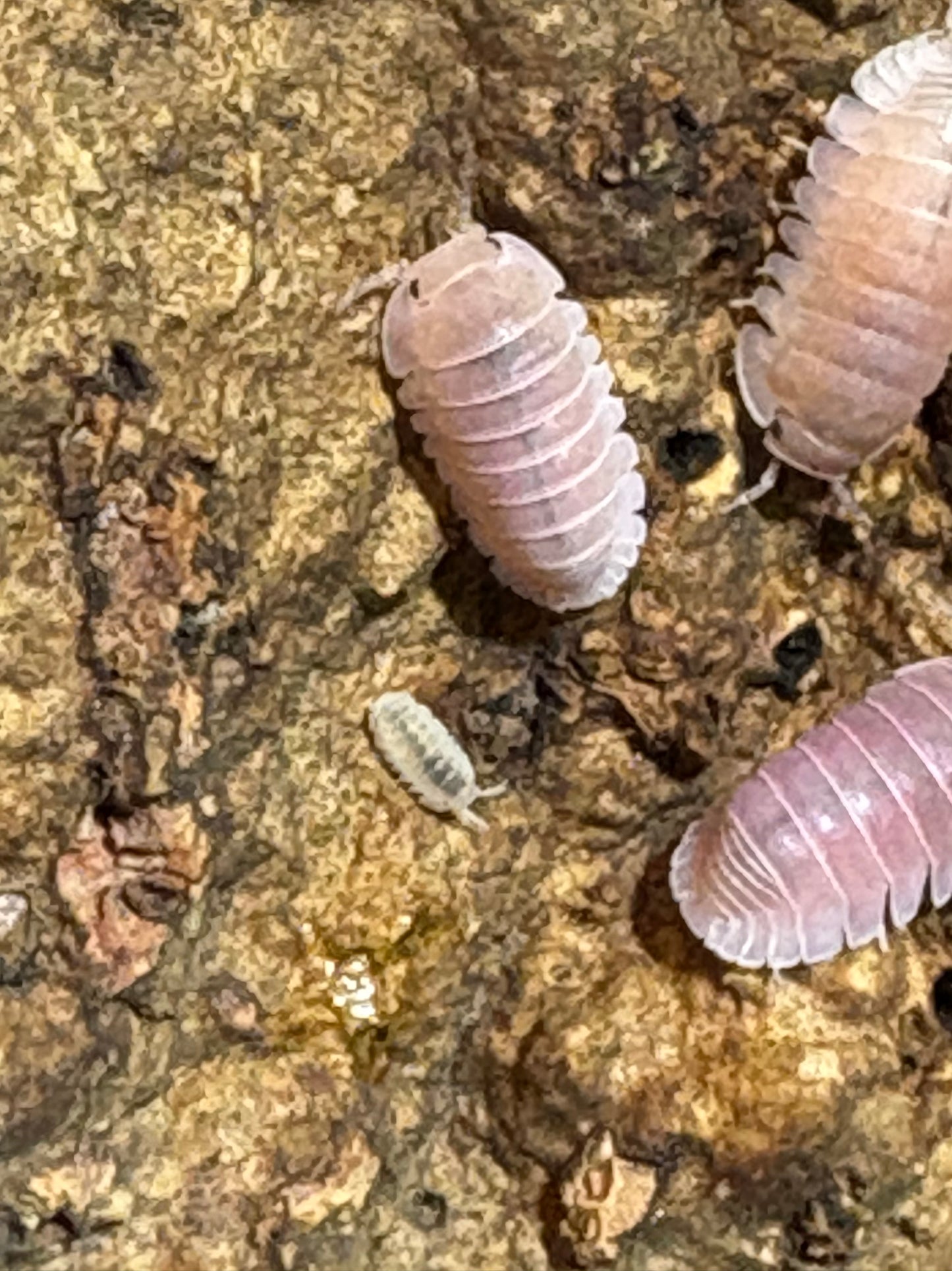 10 count of Cubaris sp. Cherry Blossom isopods