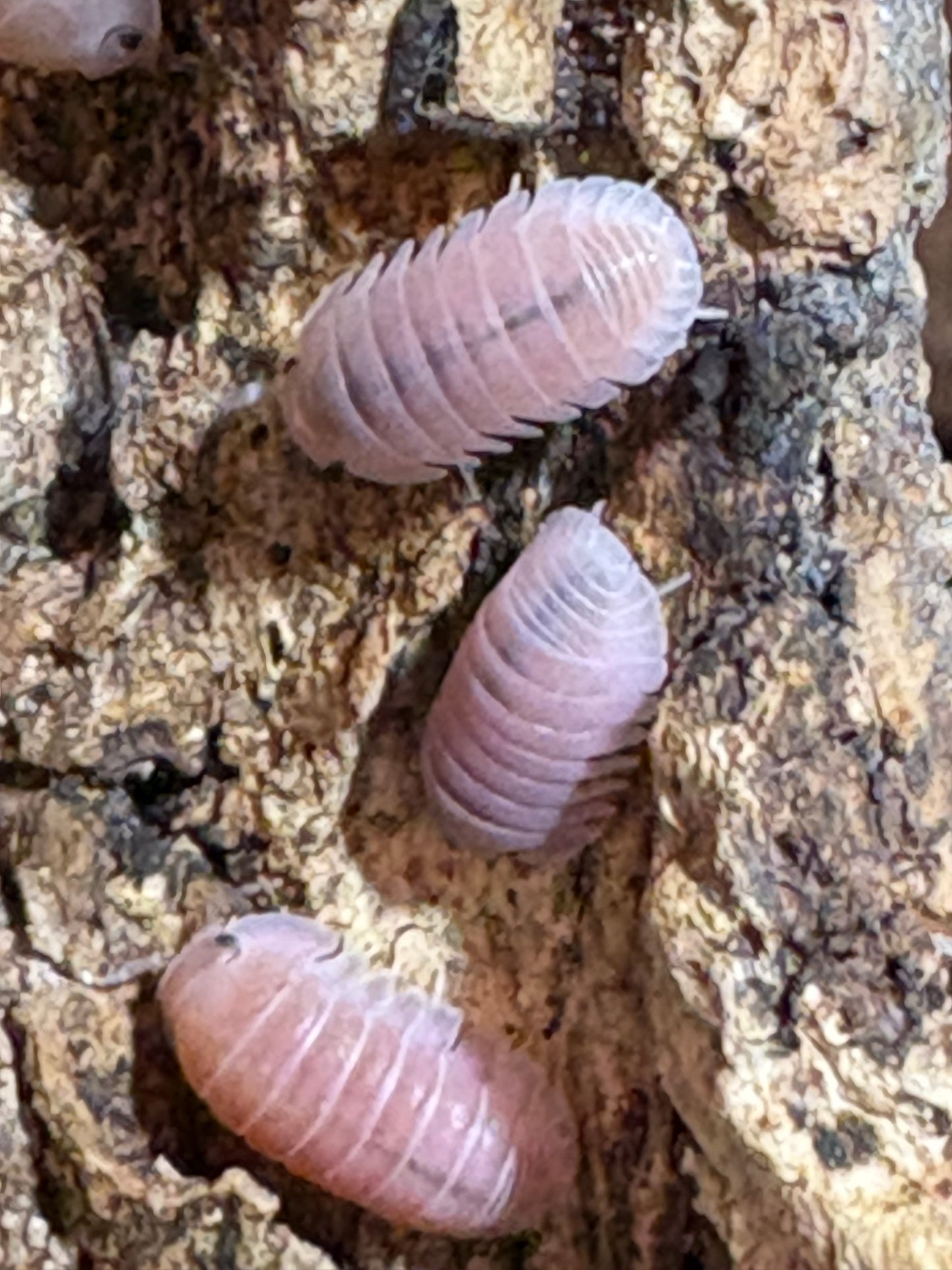 10 count of Cubaris sp. Cherry Blossom isopods