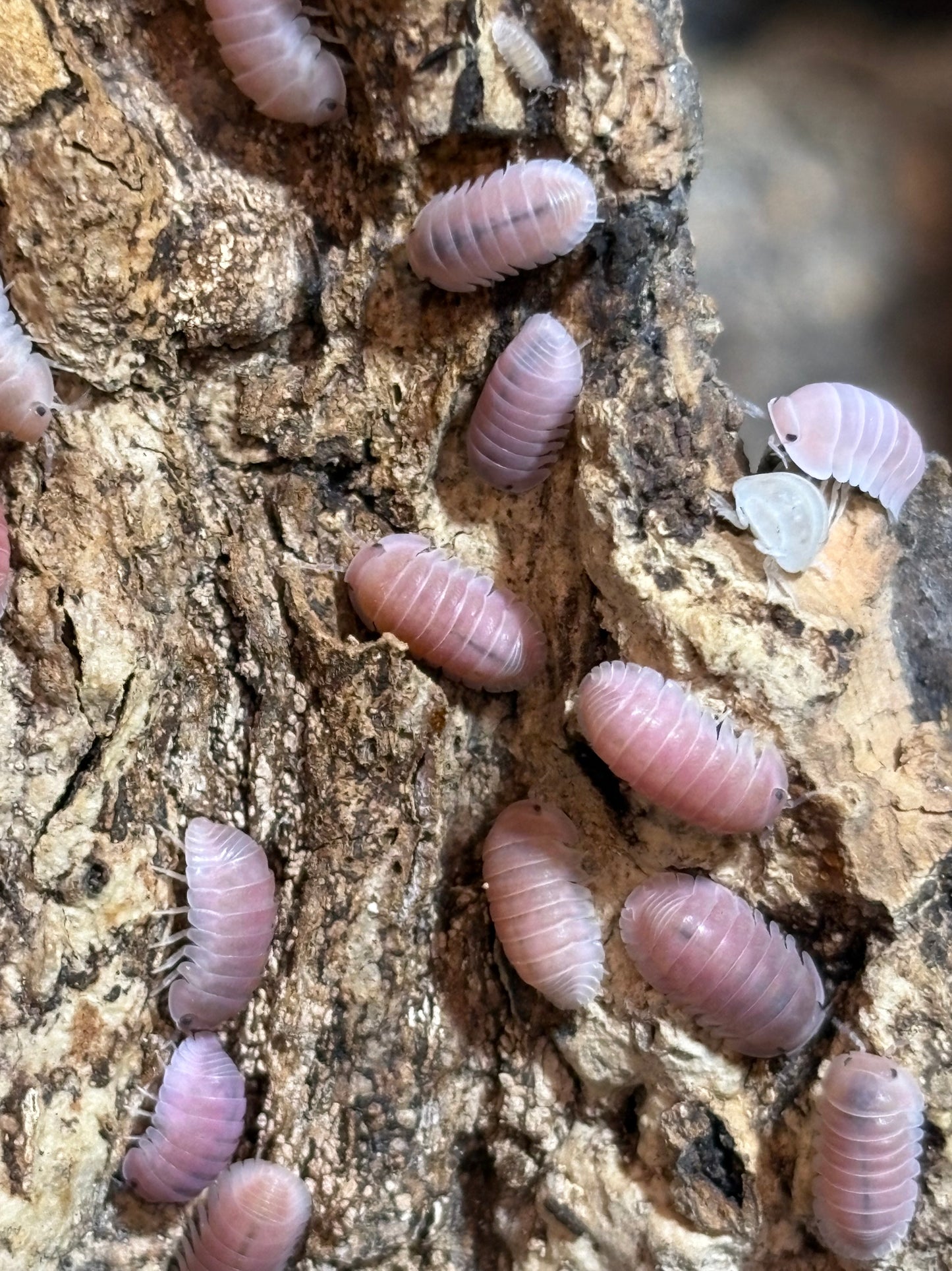 10 count of Cubaris sp. Cherry Blossom isopods