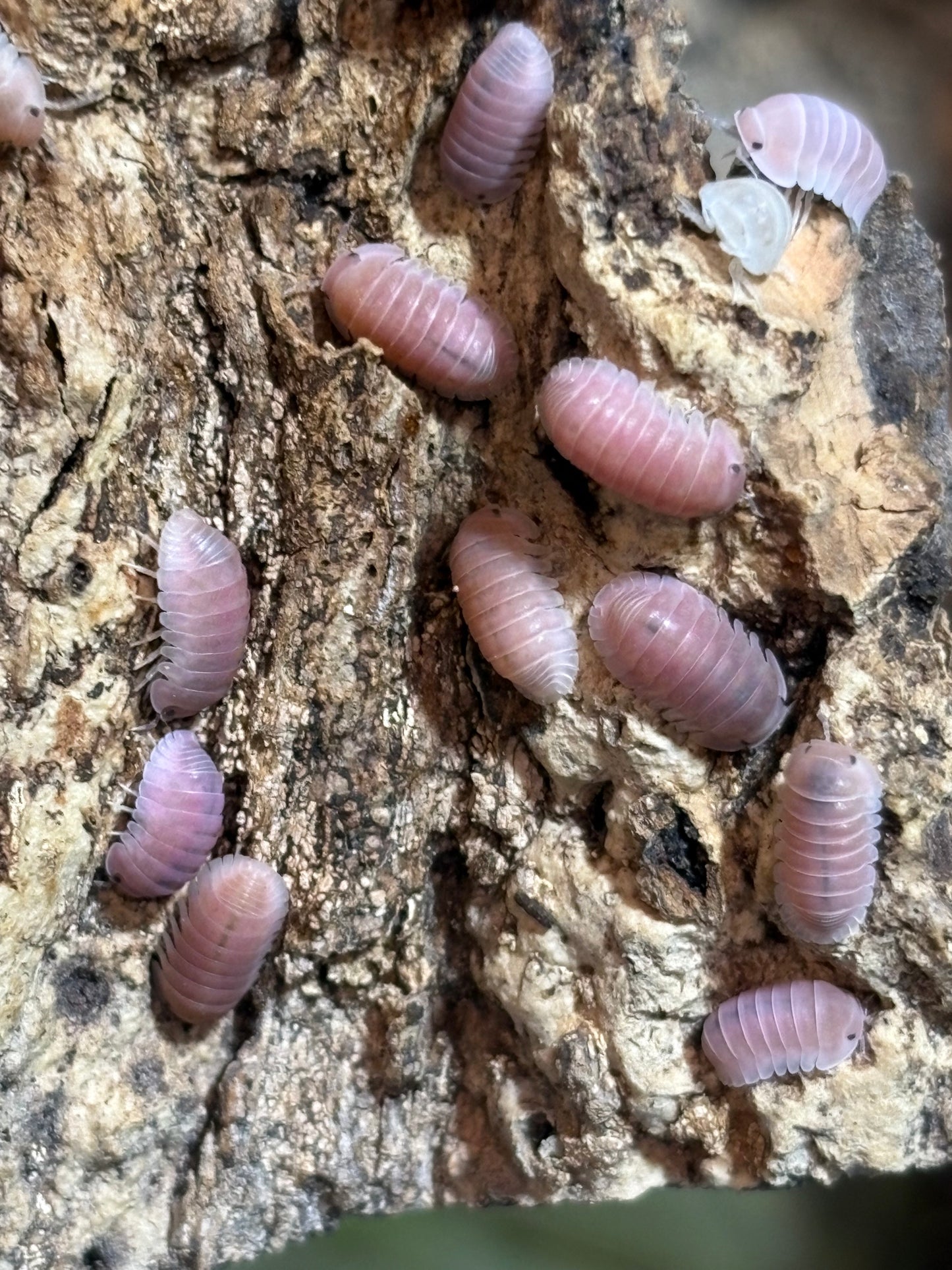 10 count of Cubaris sp. Cherry Blossom isopods