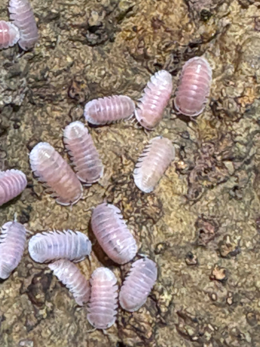 10 count of Cubaris sp. Cherry Blossom isopods