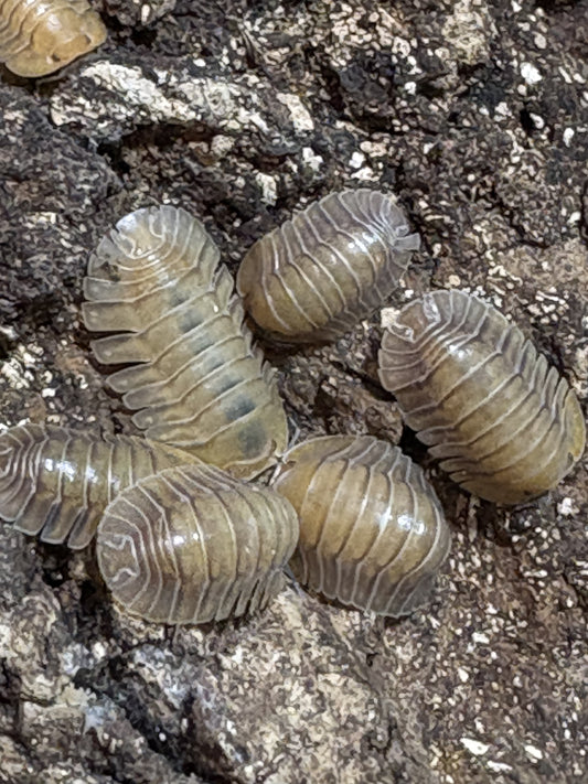 10 count of Cubaris sp. Porcelain isopods