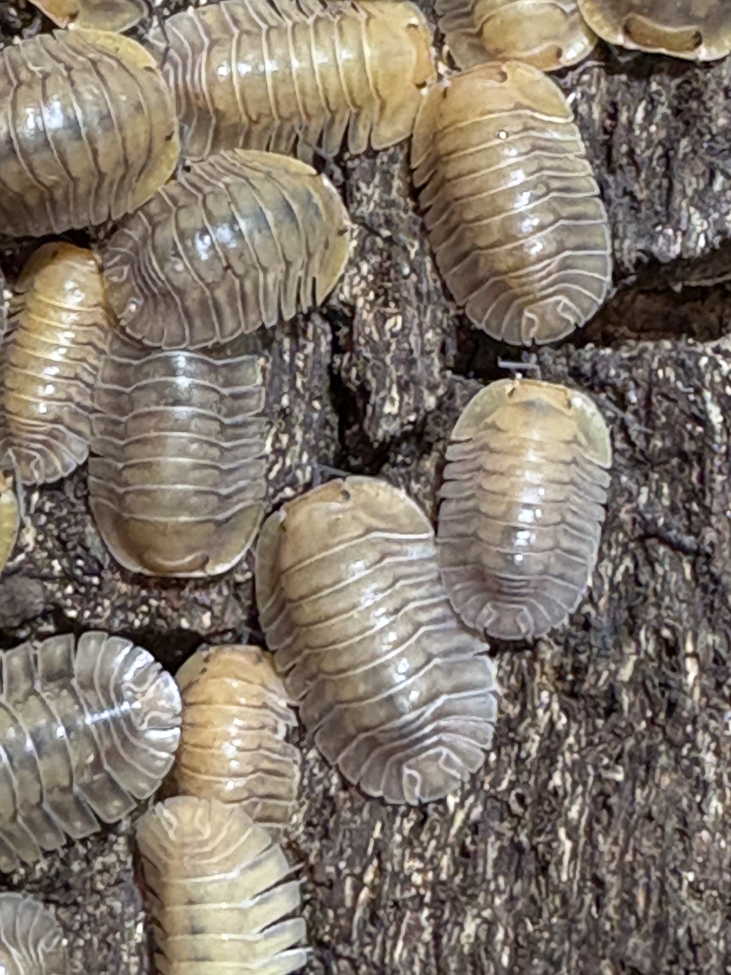 10 count of Cubaris sp. Porcelain isopods