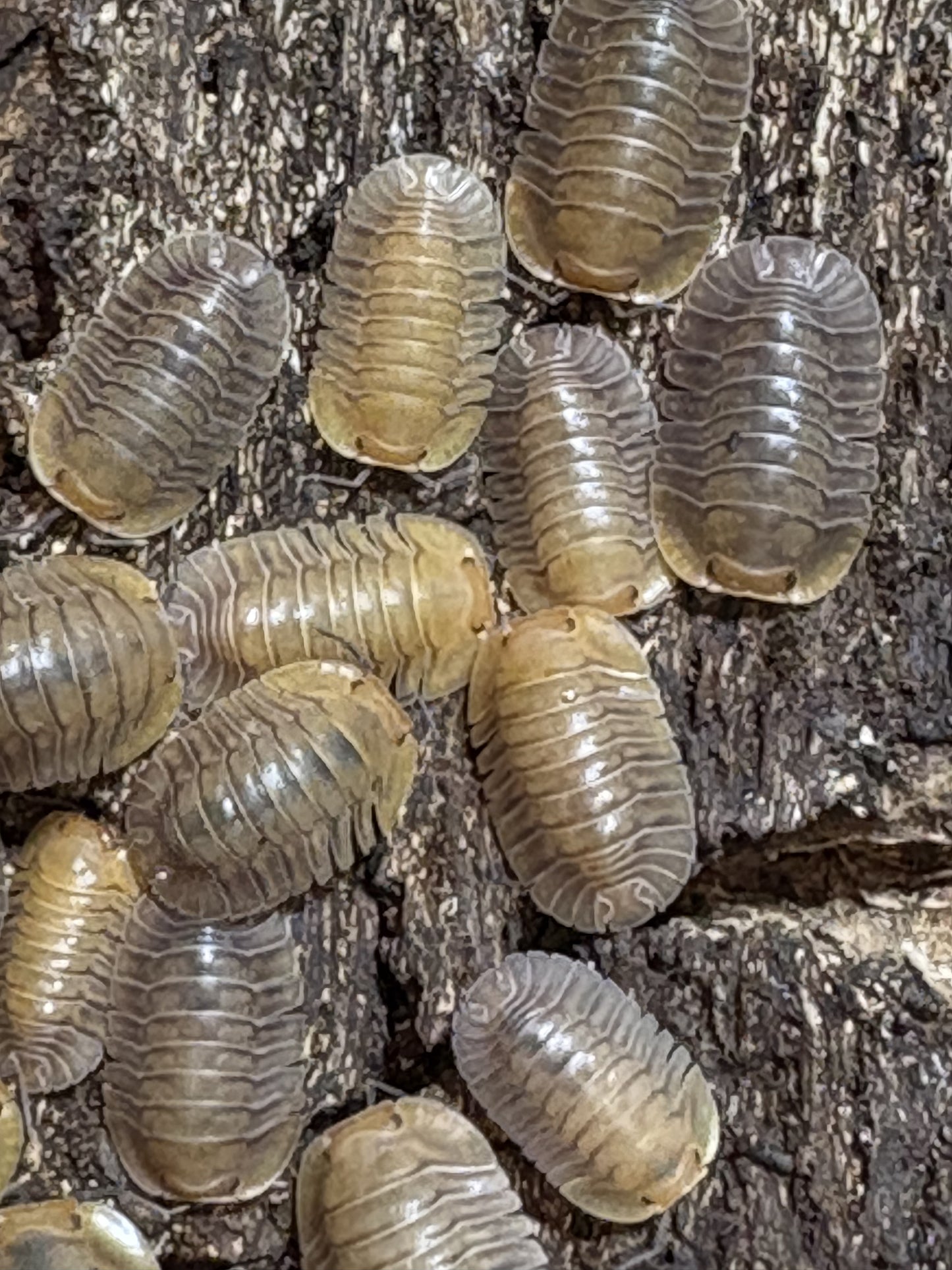 10 count of Cubaris sp. Porcelain isopods