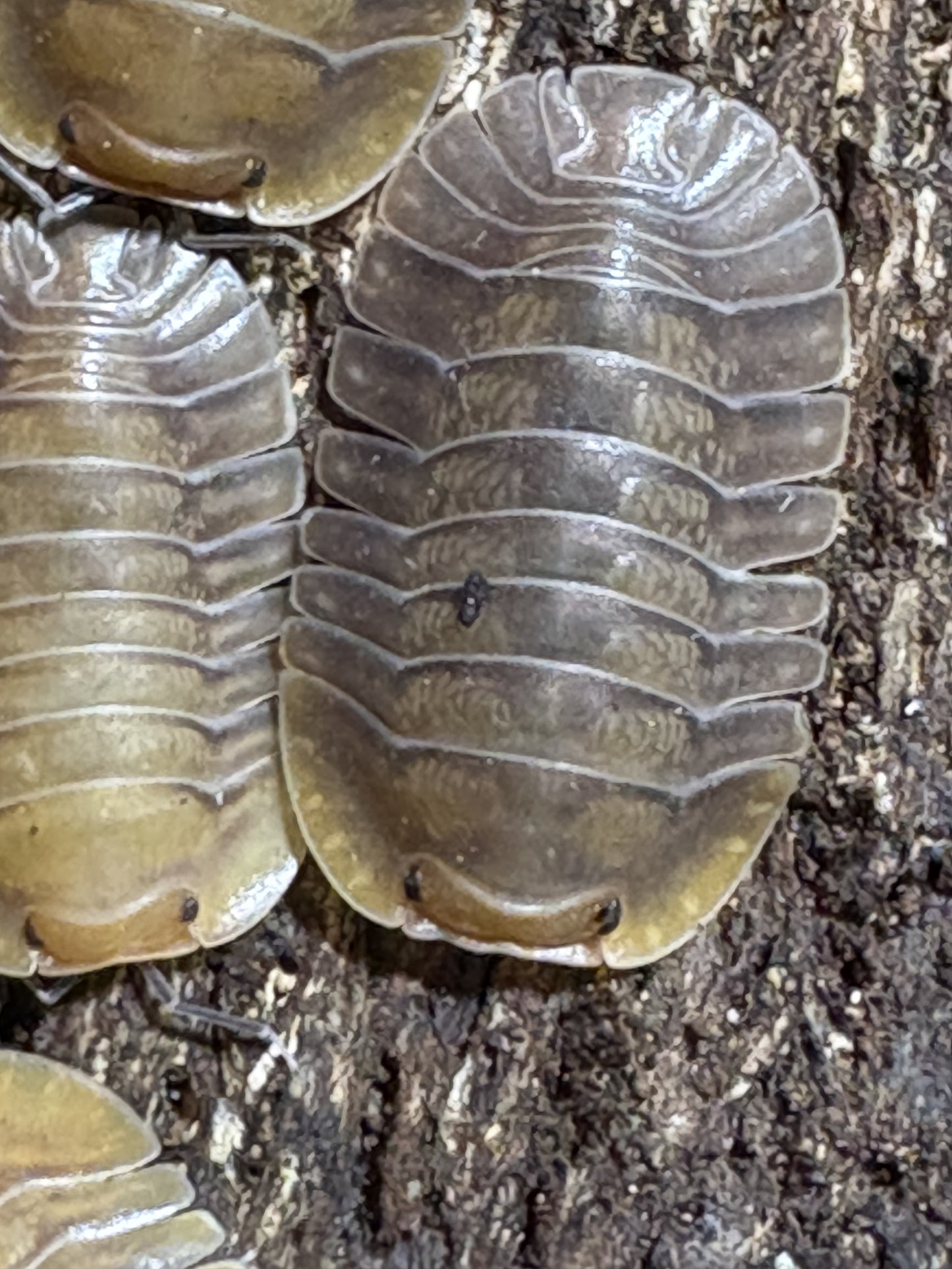 10 count of Cubaris sp. Porcelain isopods