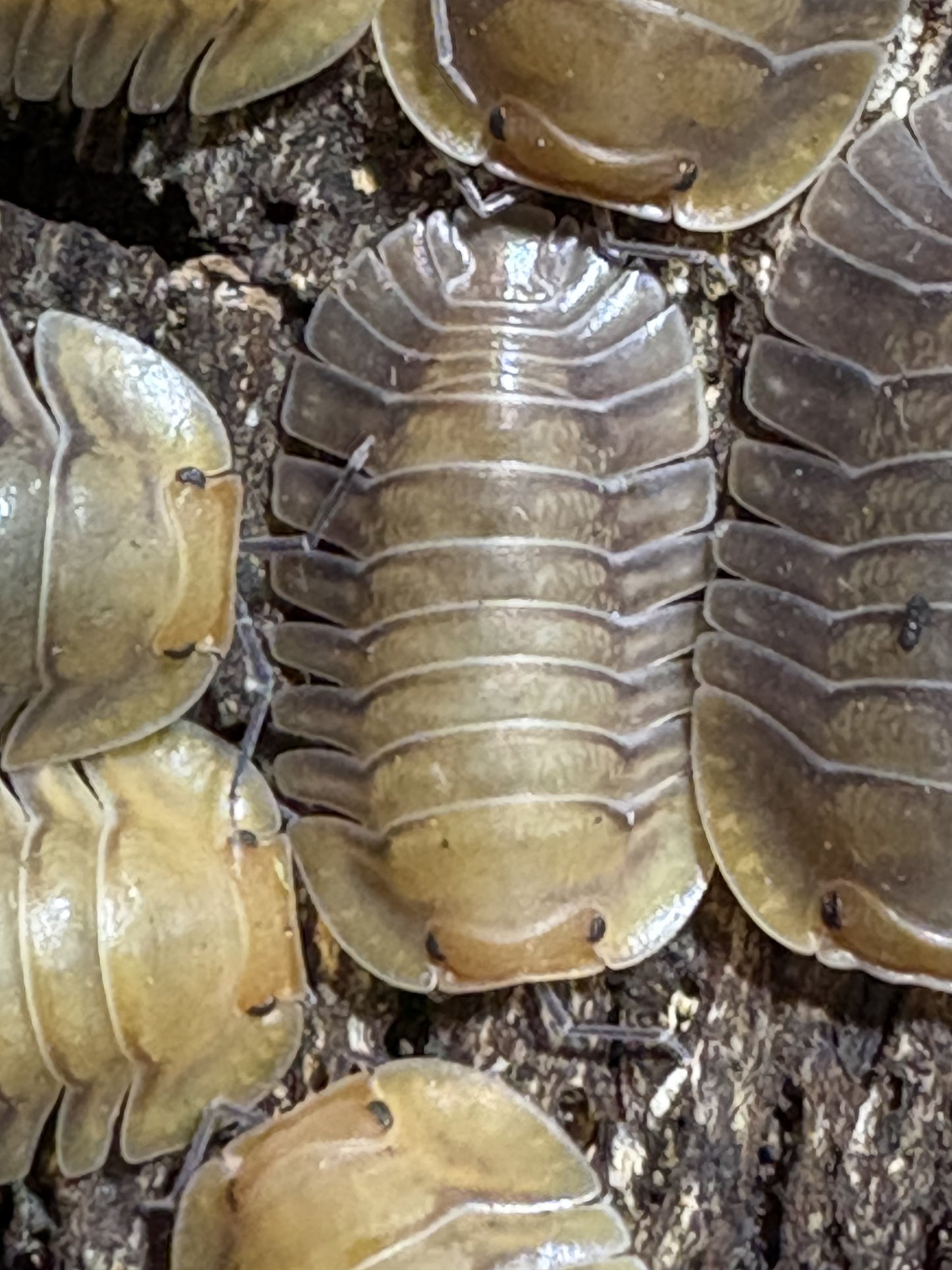 10 count of Cubaris sp. Porcelain isopods