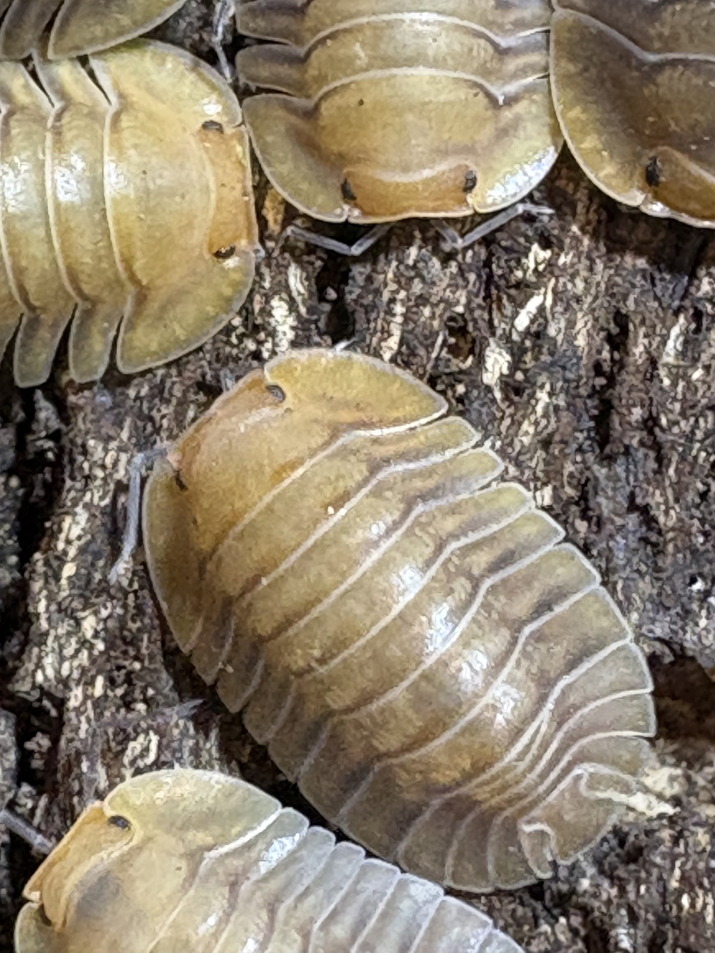 10 count of Cubaris sp. Porcelain isopods