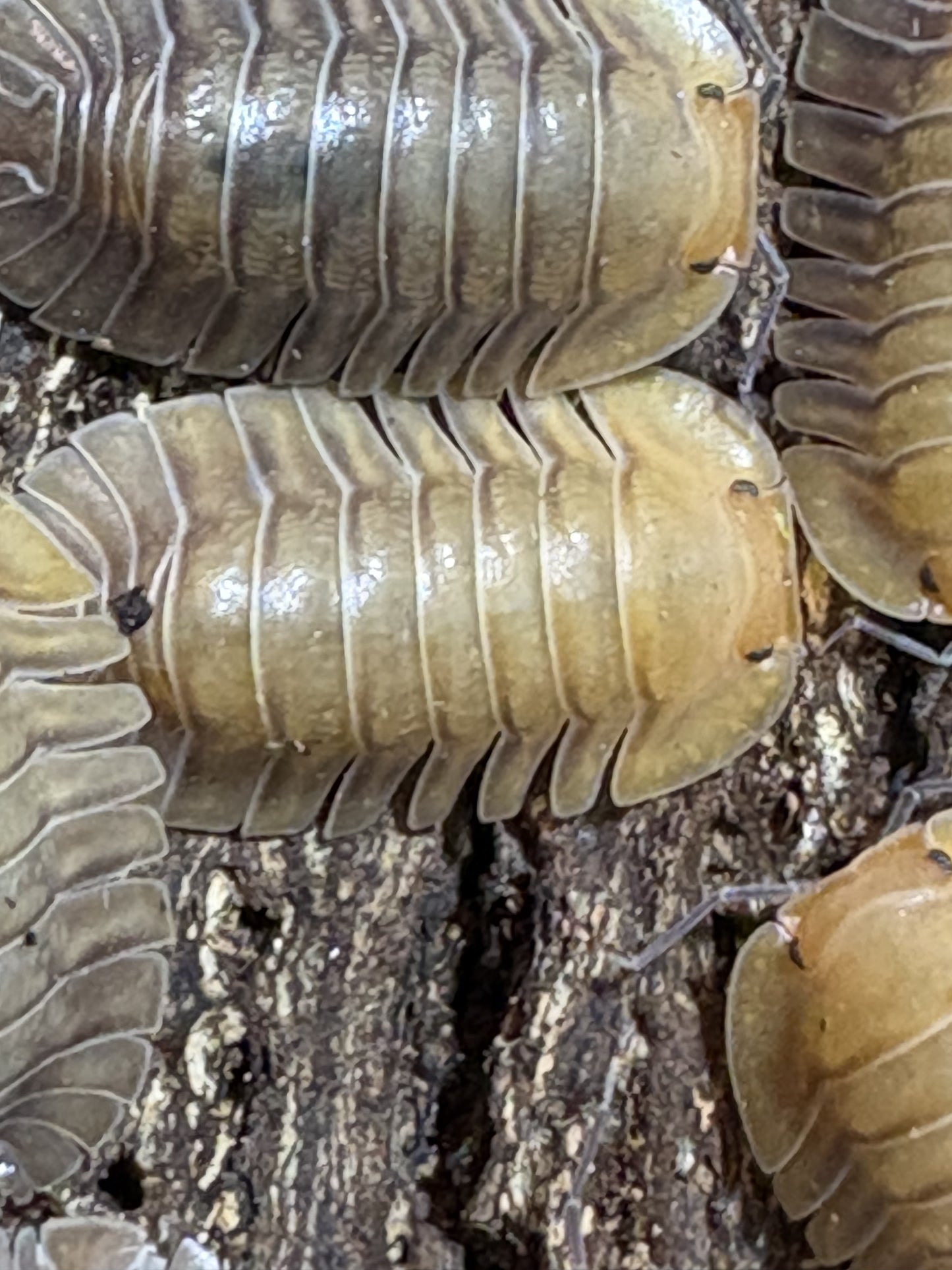 10 count of Cubaris sp. Porcelain isopods