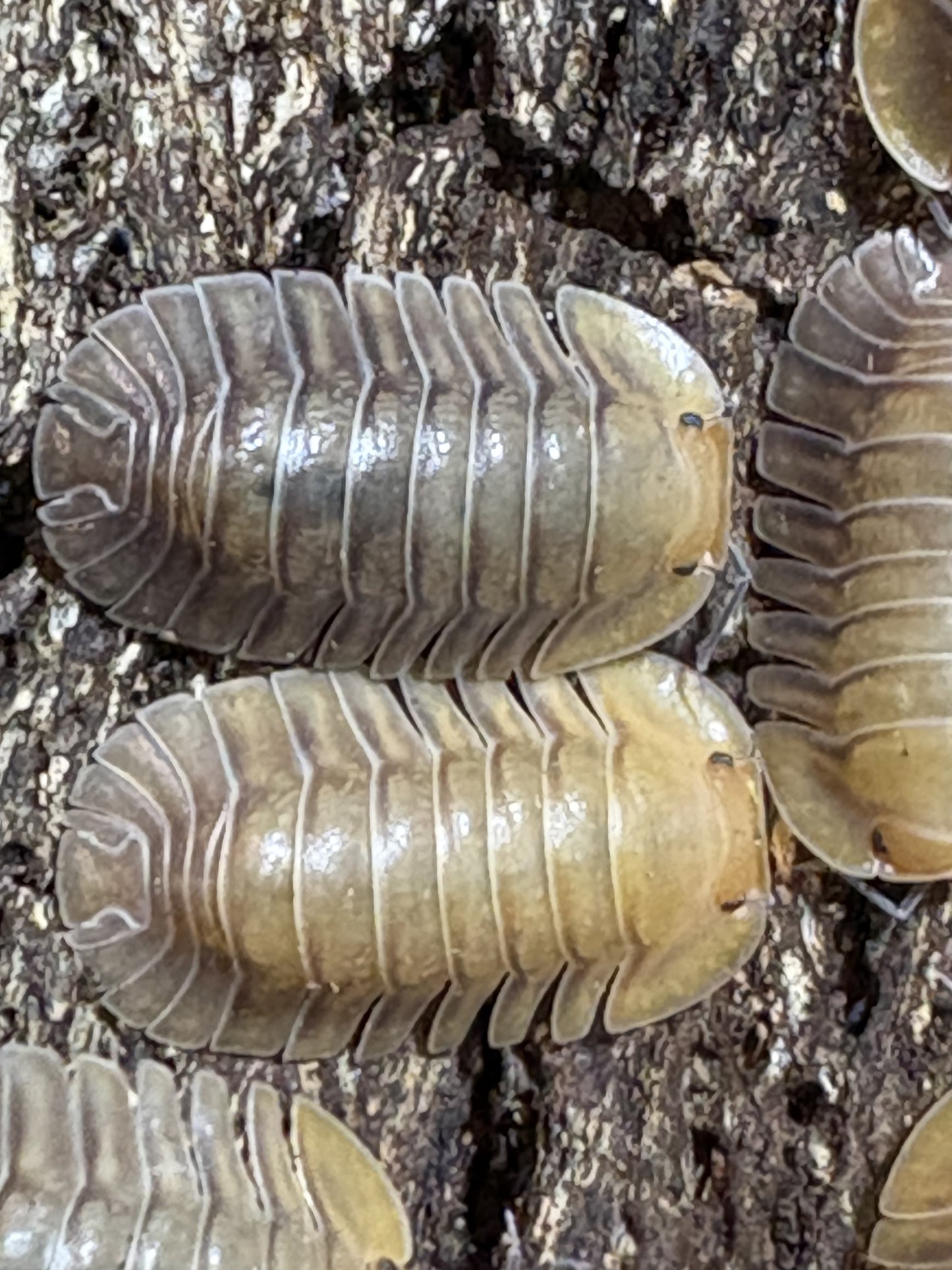 10 count of Cubaris sp. Porcelain isopods